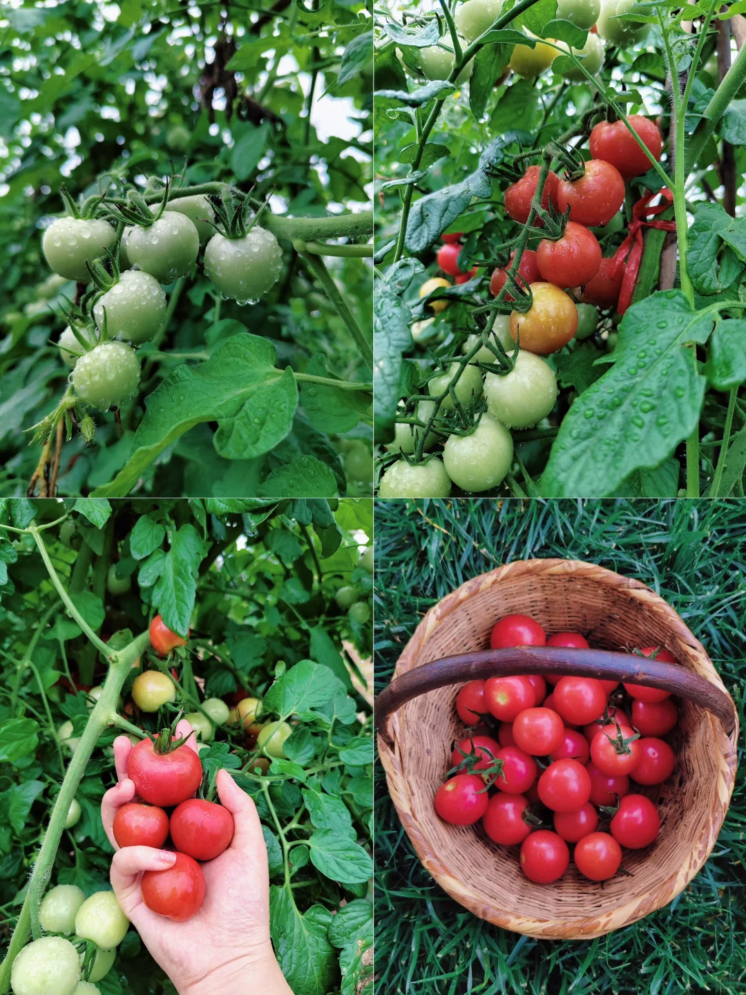 菜园子的治愈瞬间，想看你们种的菜~