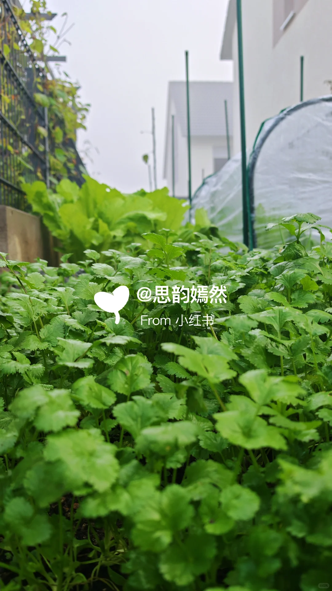 ??德国冬季蔬菜种植与暖棚的使用