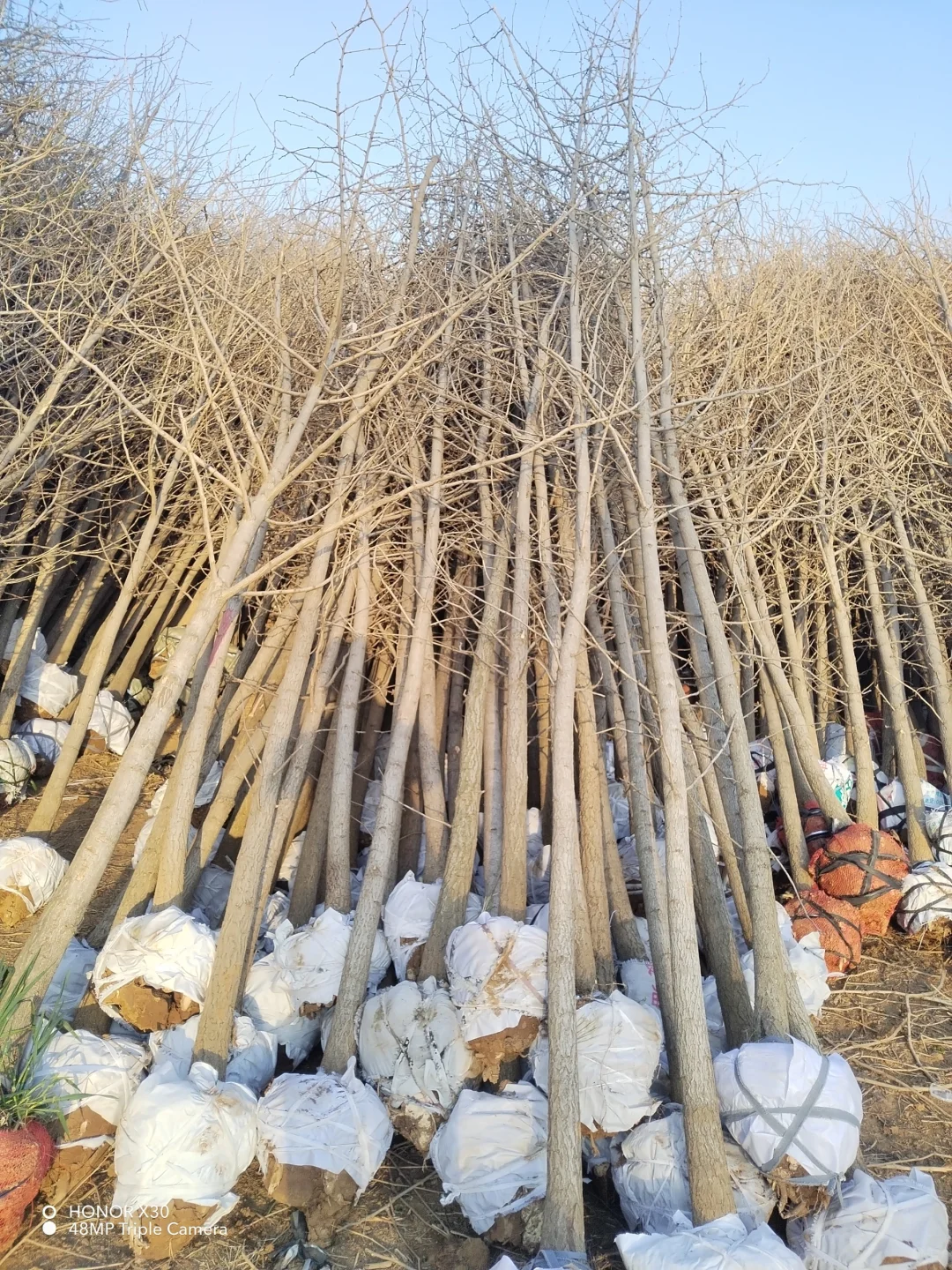 1--15公分银杏树