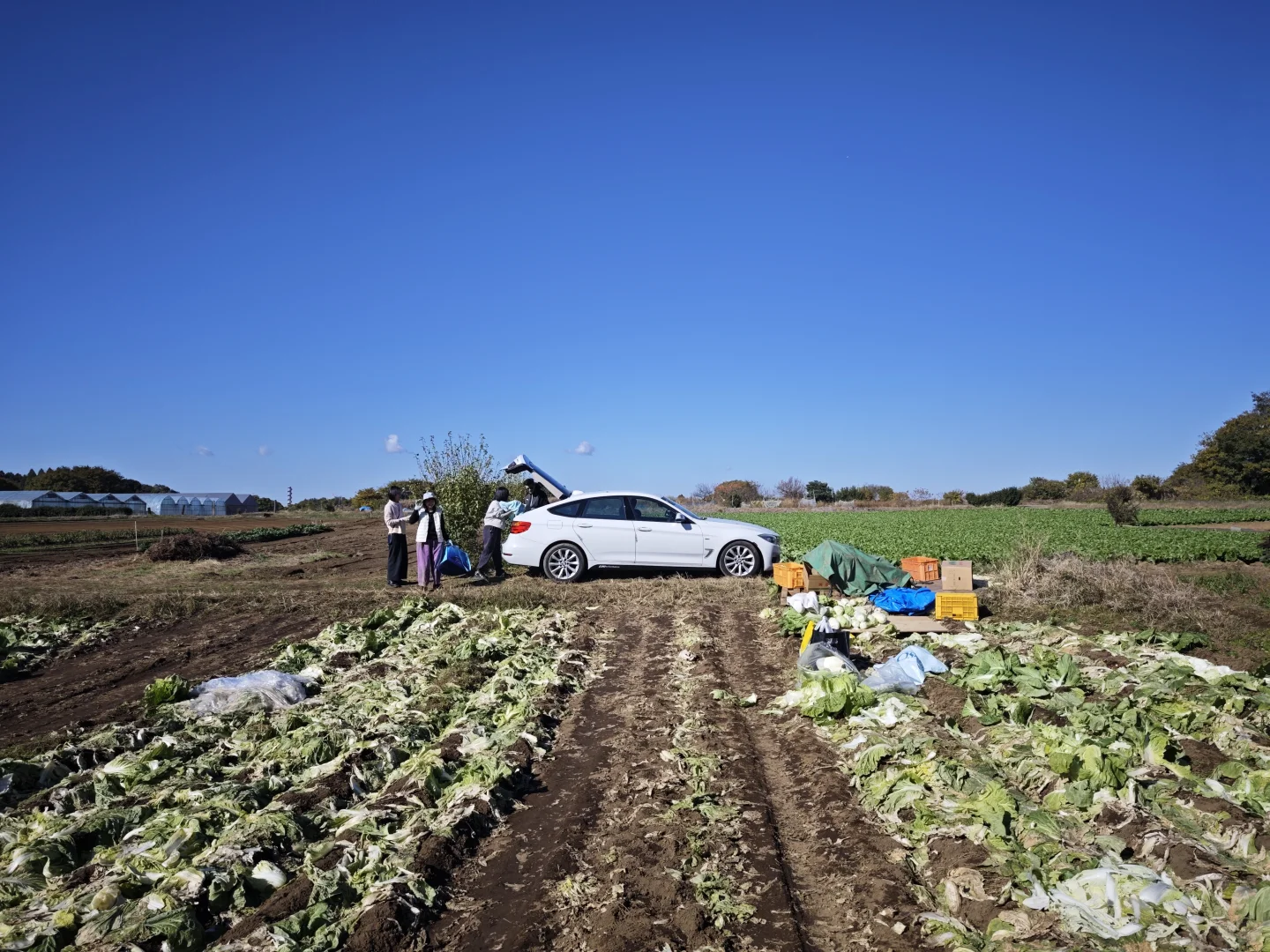 每周末从东京到千叶去自采蔬菜!