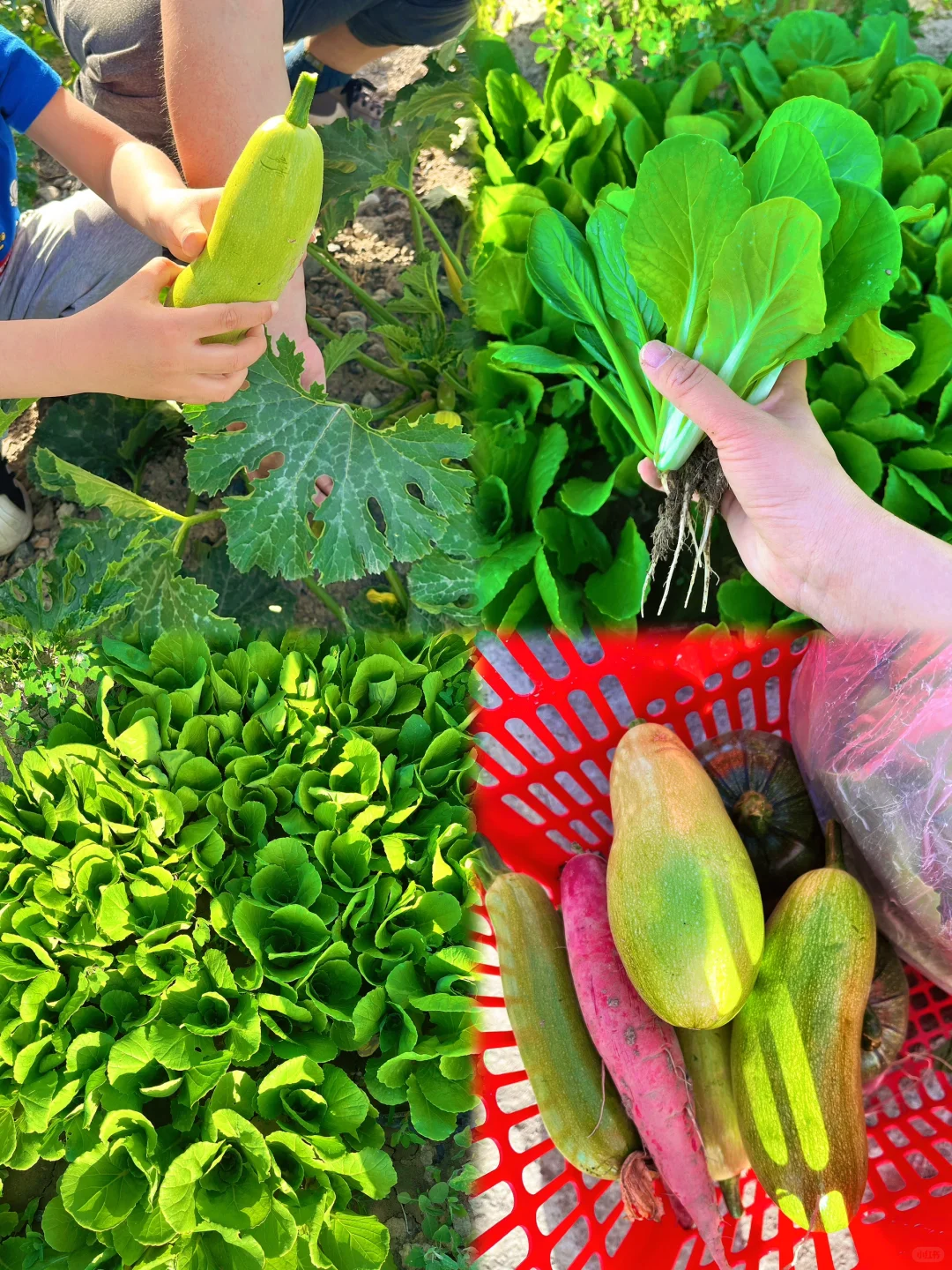 ?自驾30分钟！带娃采摘的好地方又被我发现