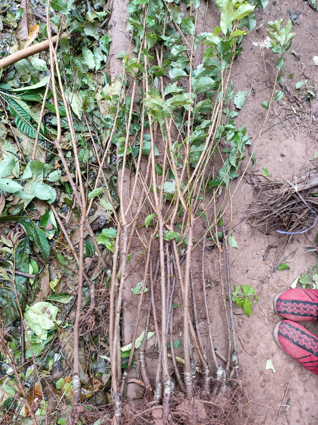 自己的李子树苗