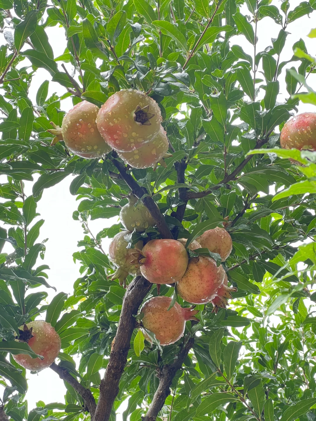 又到了吃石榴的季节了