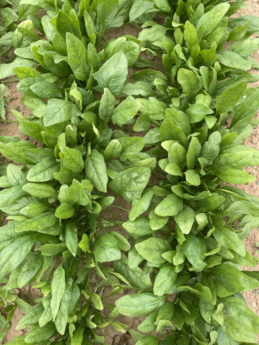 深秋的菜园子！