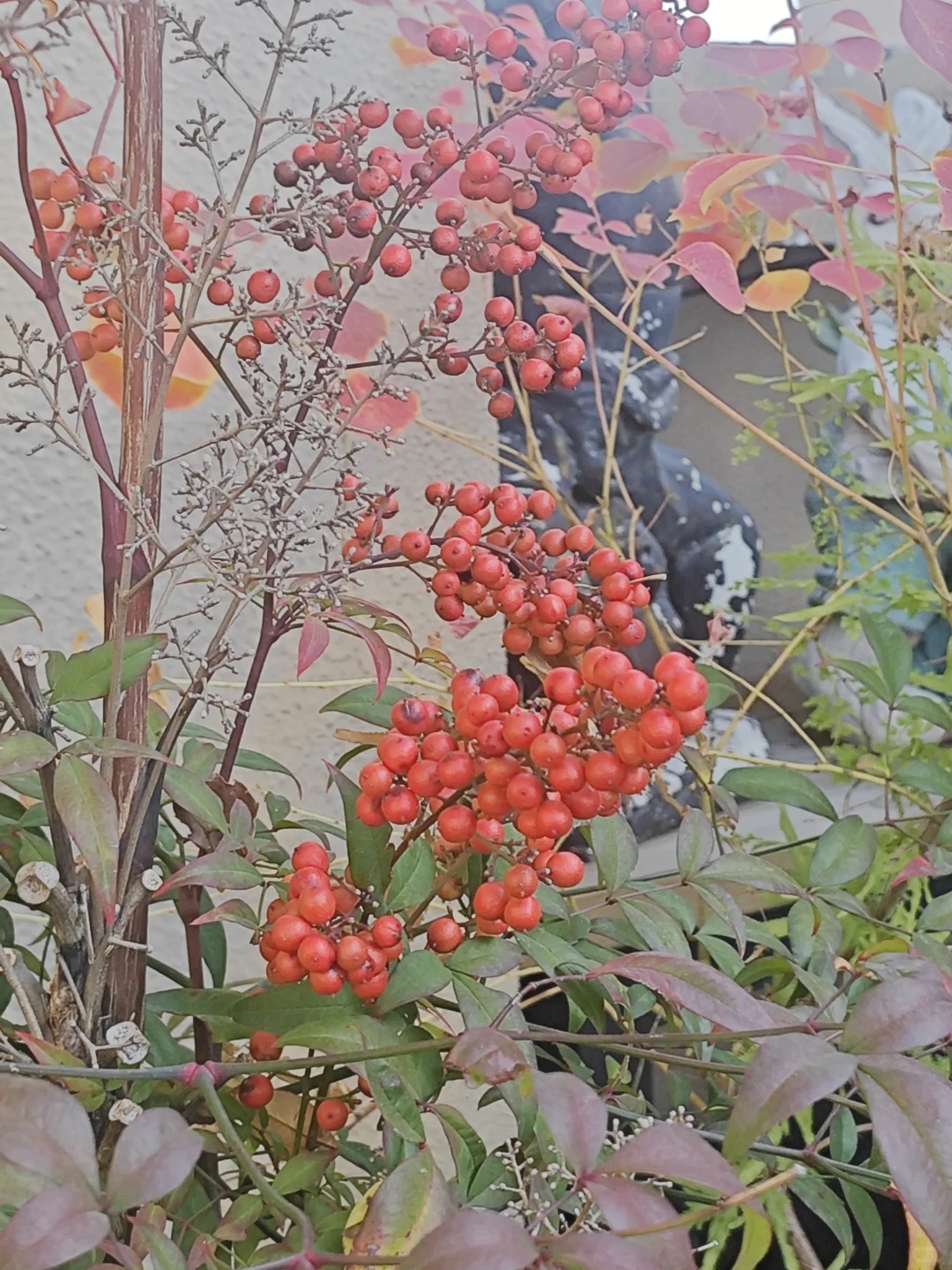 捡来的乌桕长大了