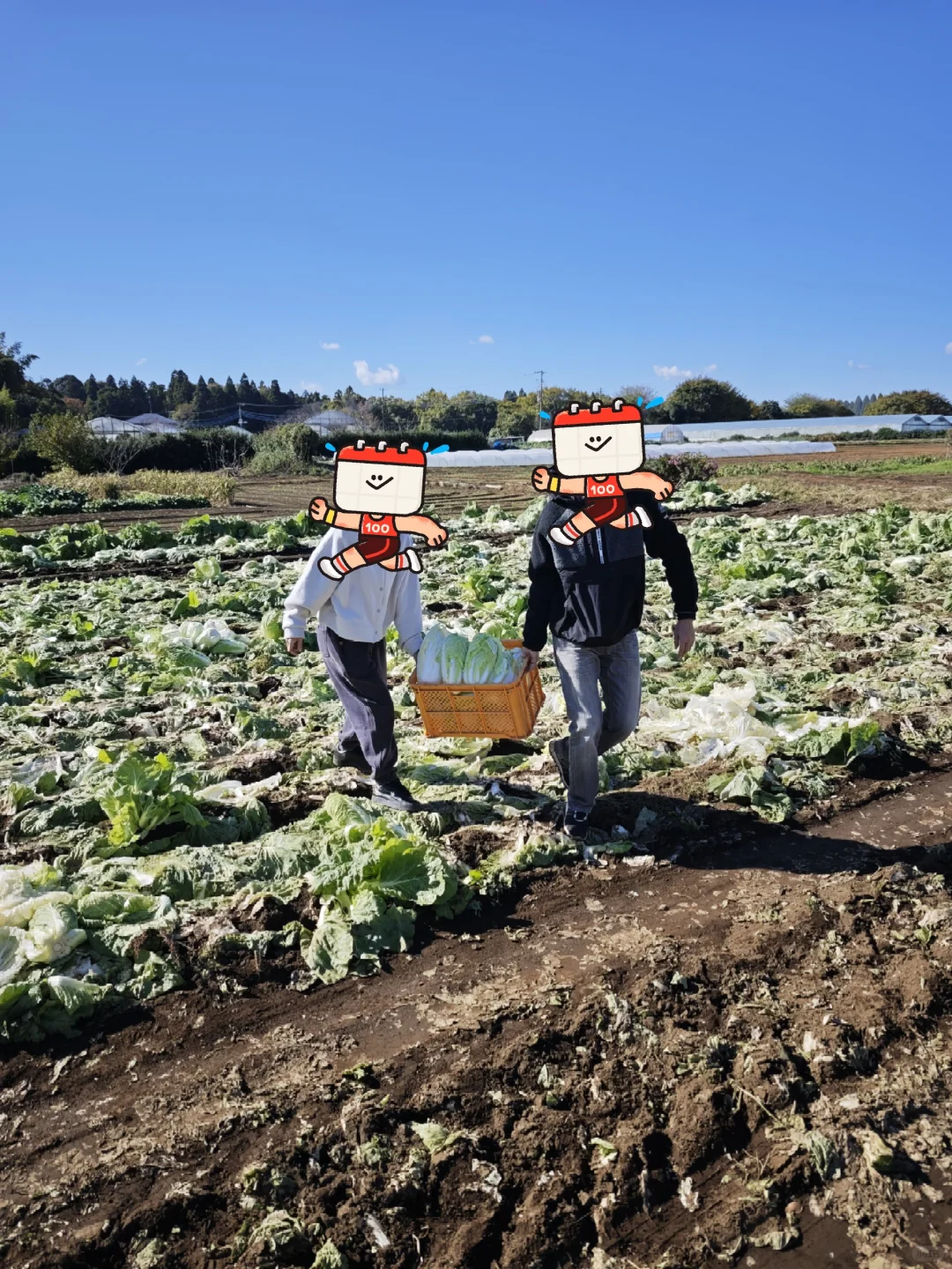 每周末从东京到千叶去自采蔬菜!
