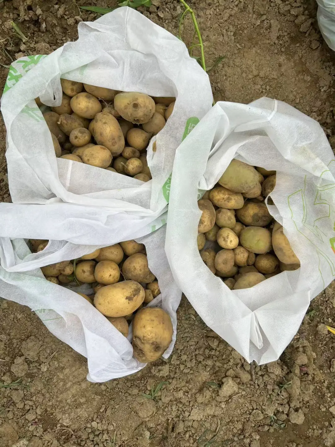 在小小的菜园里库库一顿挖