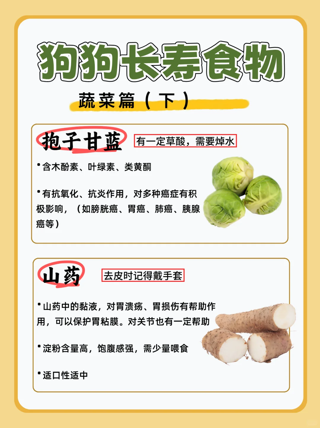 宠物健康|狗狗长寿食物|长寿蔬菜（下）