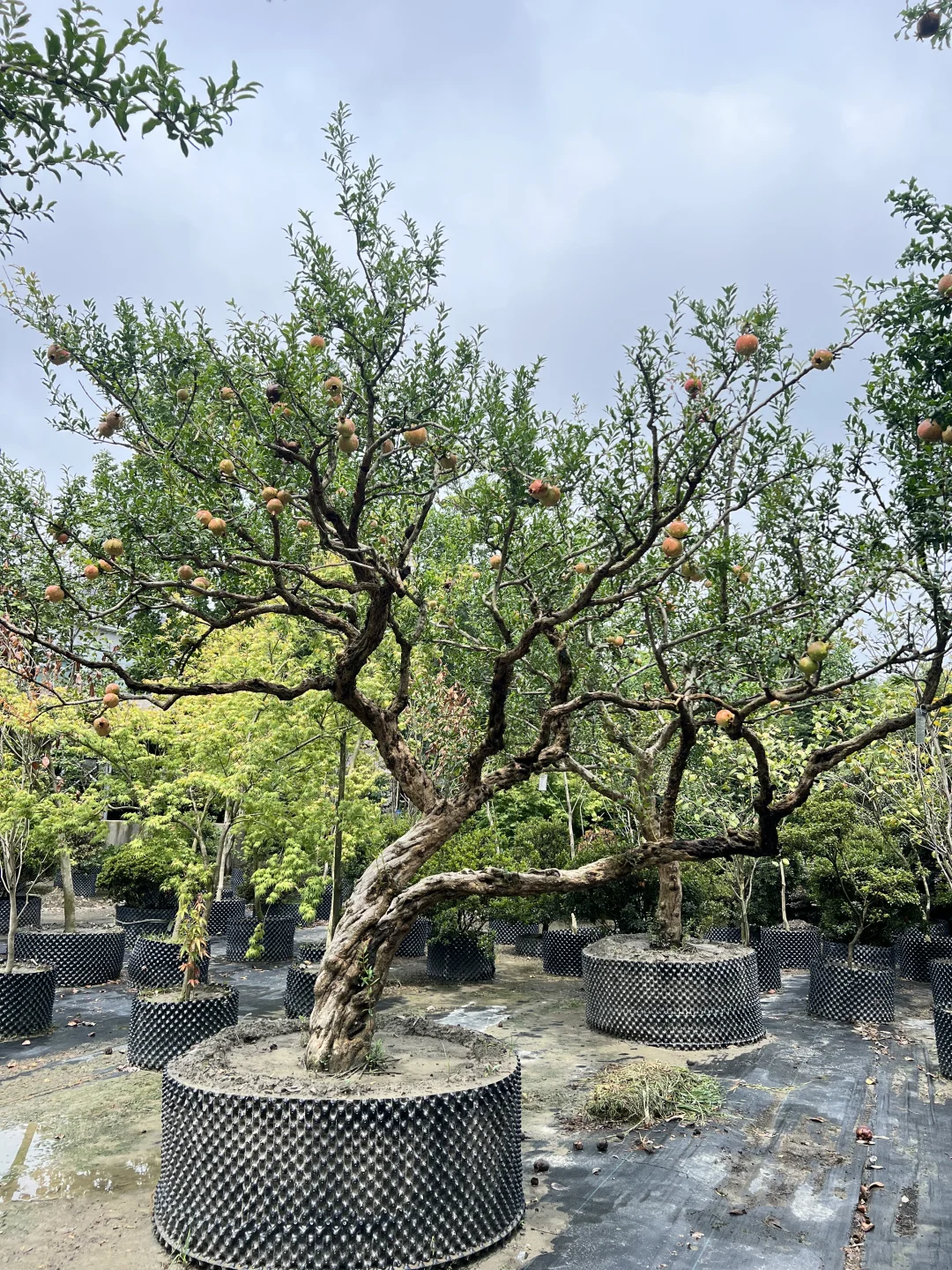 又到了吃石榴的季节了