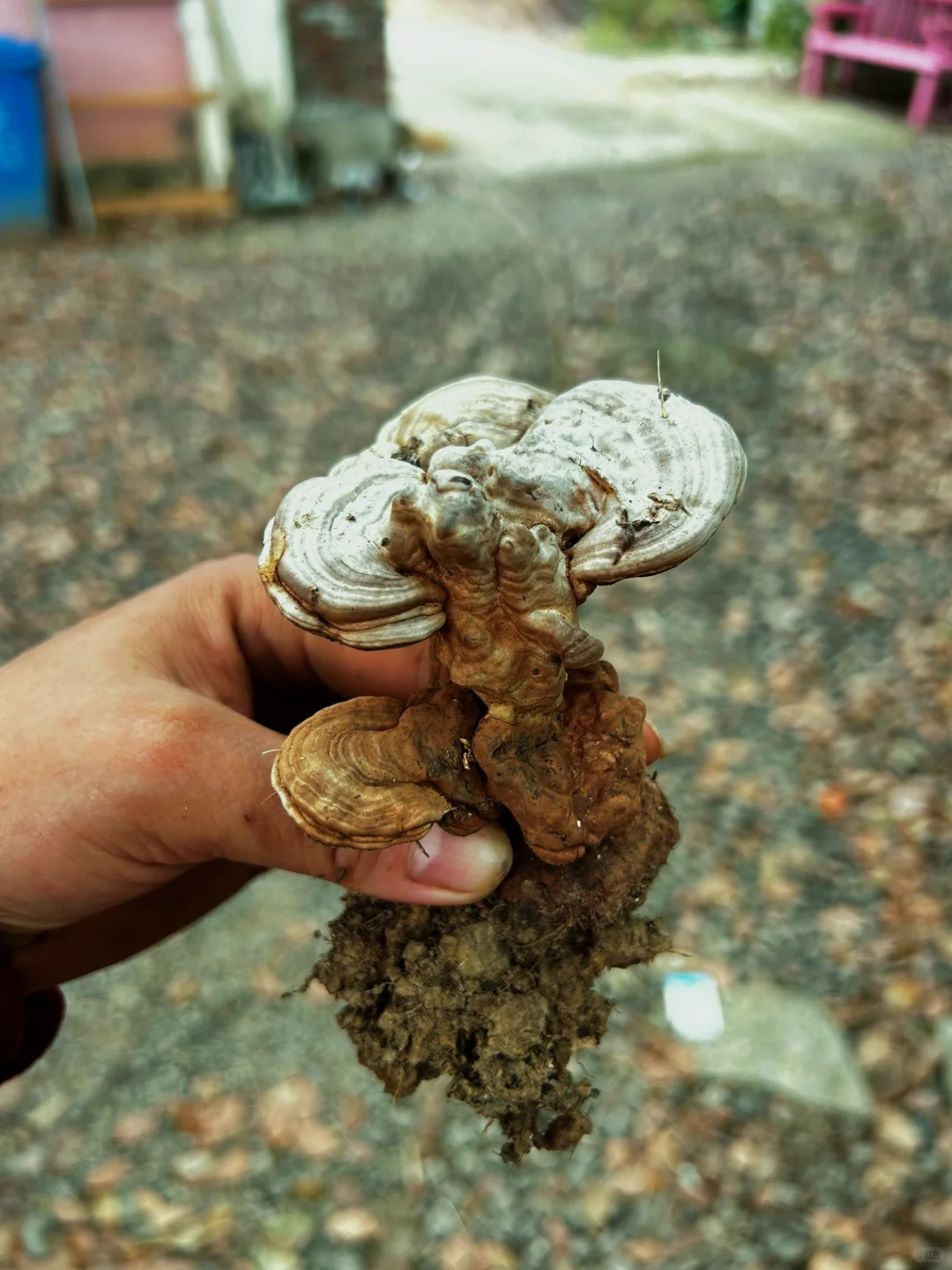 一个人玩十亩农场，累的还剩半条命，明年还种