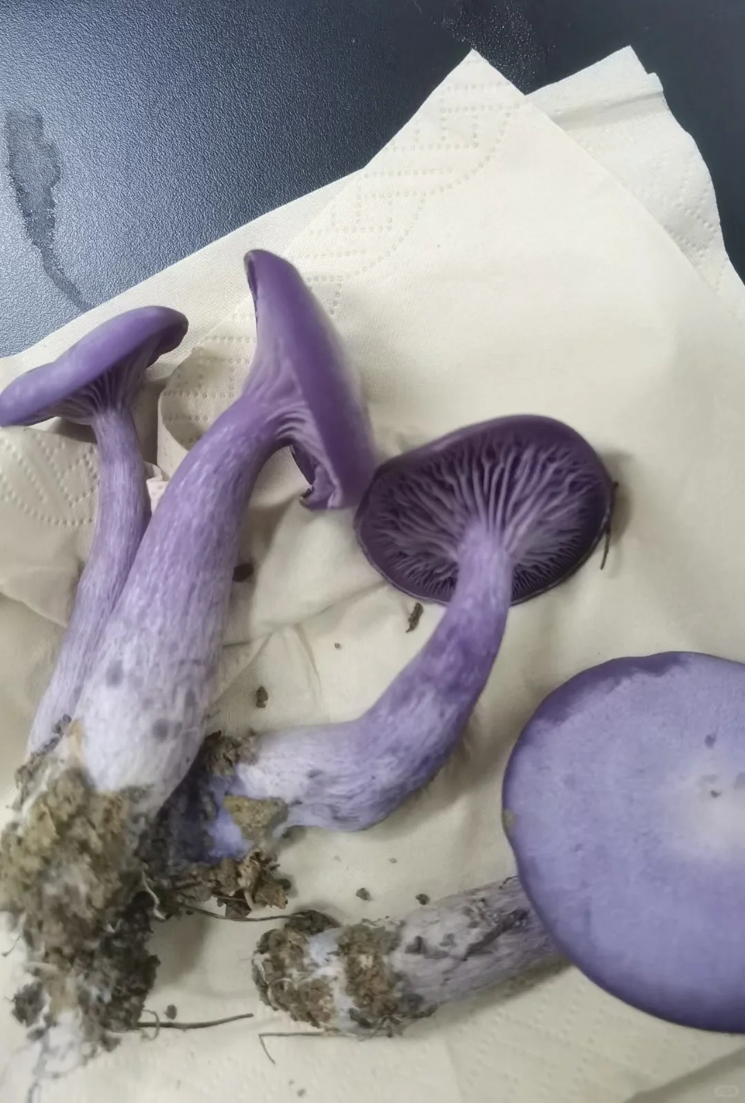 这些年种植菌类的心酸与苦辣，只有其中人懂