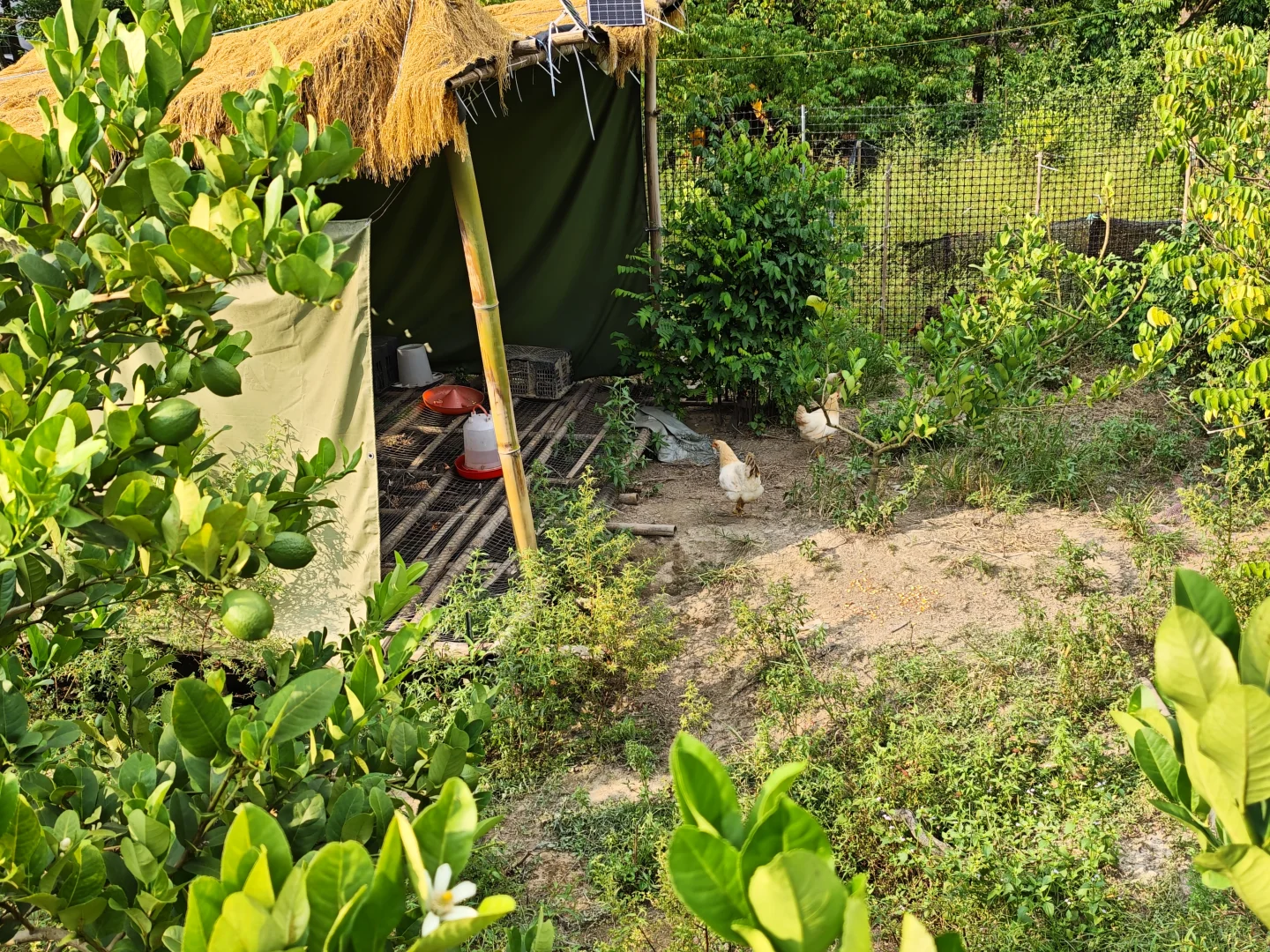 果园出租 农庄转让 着急拆伙出手