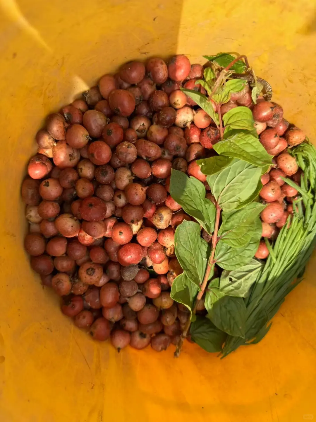 不想在大城市当牛马的我，选择回村种野地瓜