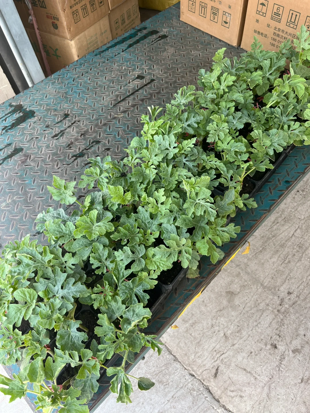 3年1万租大棚，周末兼职有机农民