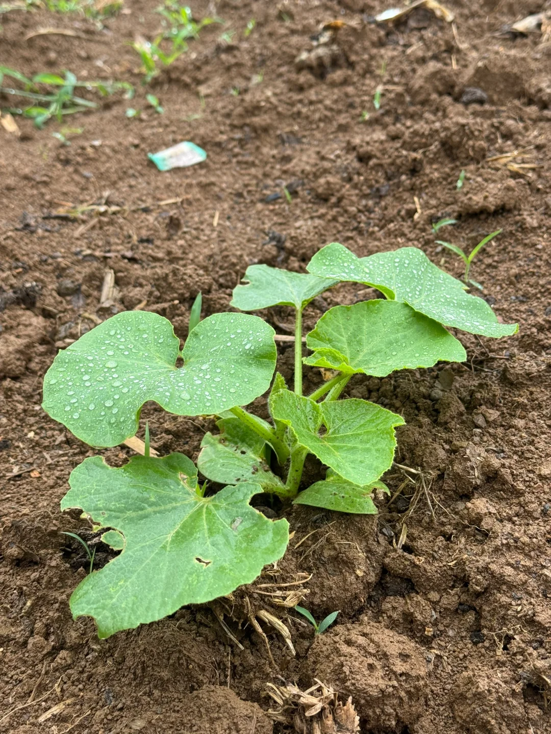 瓜果蔬菜的幼崽版本，太可爱了?