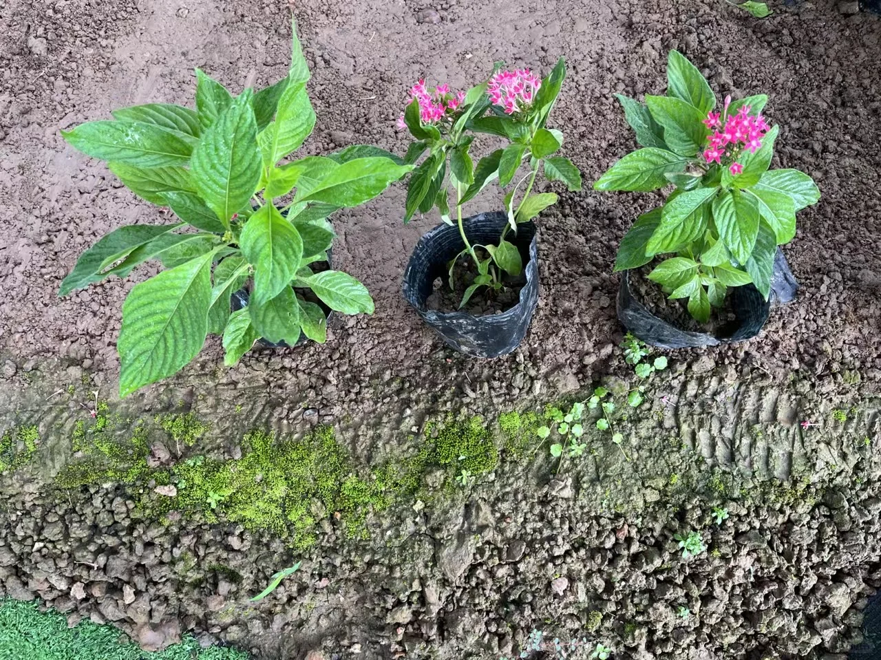 中山自家市政苗木基地，量大价优