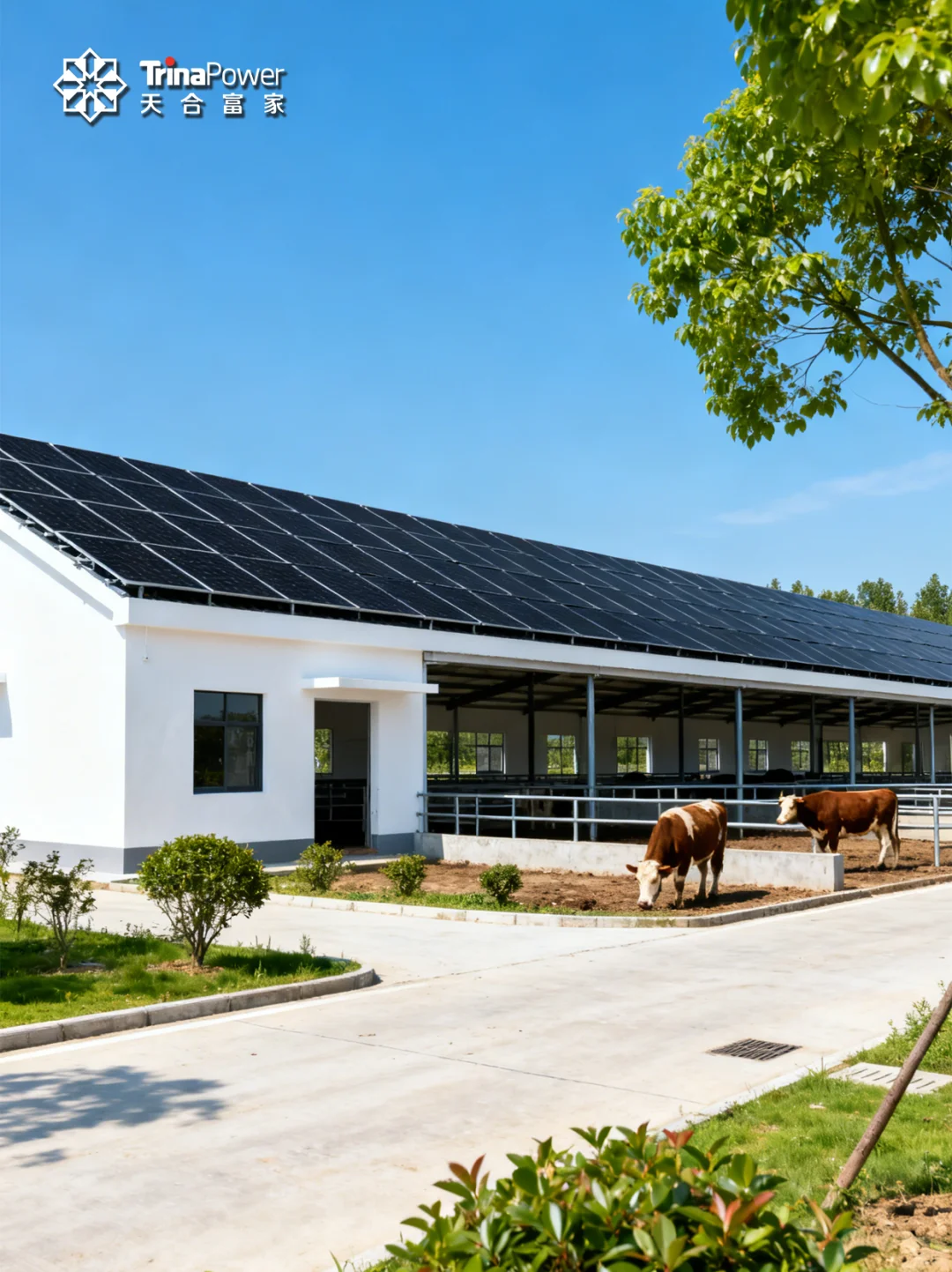 「光伏 + 养殖」解锁农业新玩法！