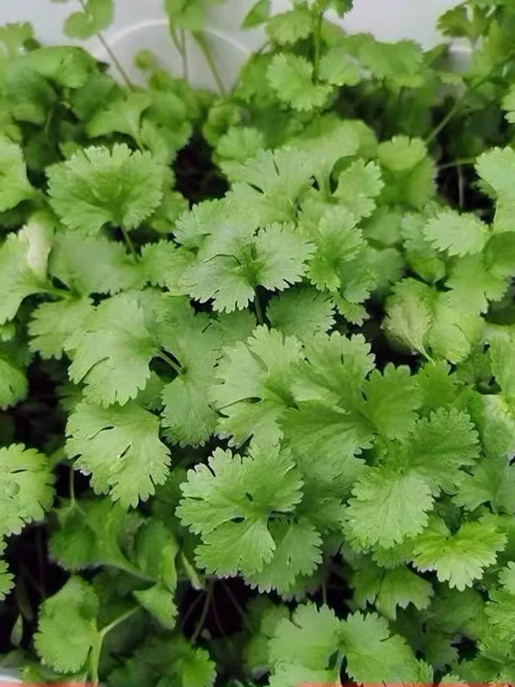 天冷也不怕，这7种绿叶菜现在种正当时！