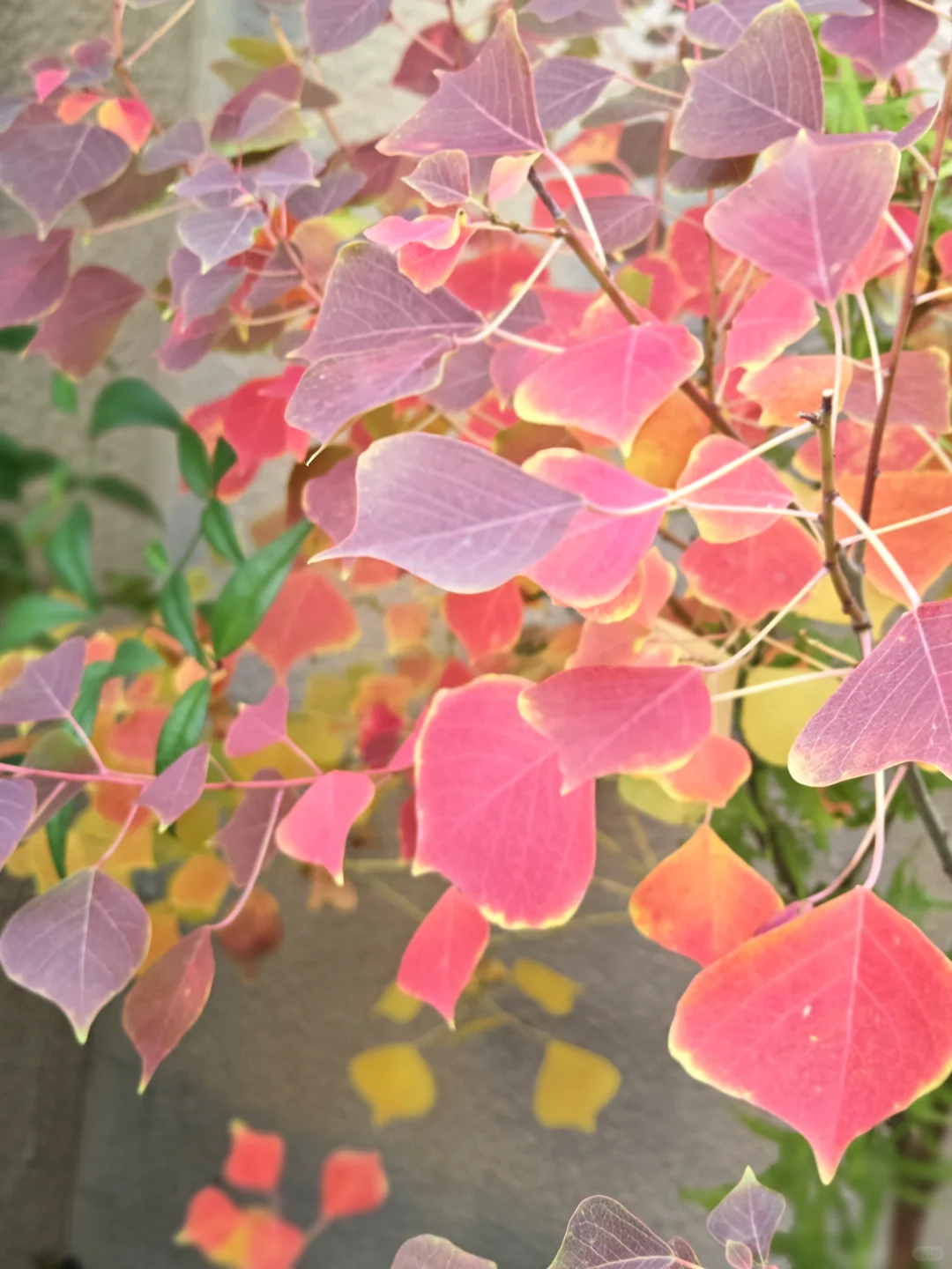 捡来的乌桕长大了