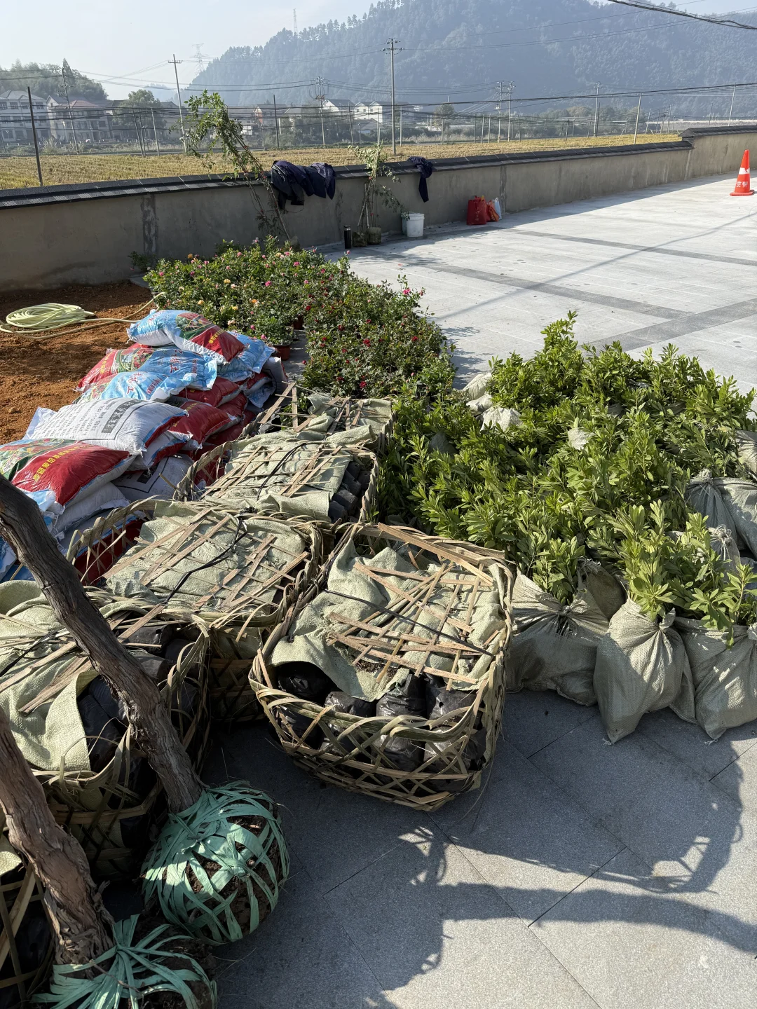 自建房小院开始种花花草草啦????