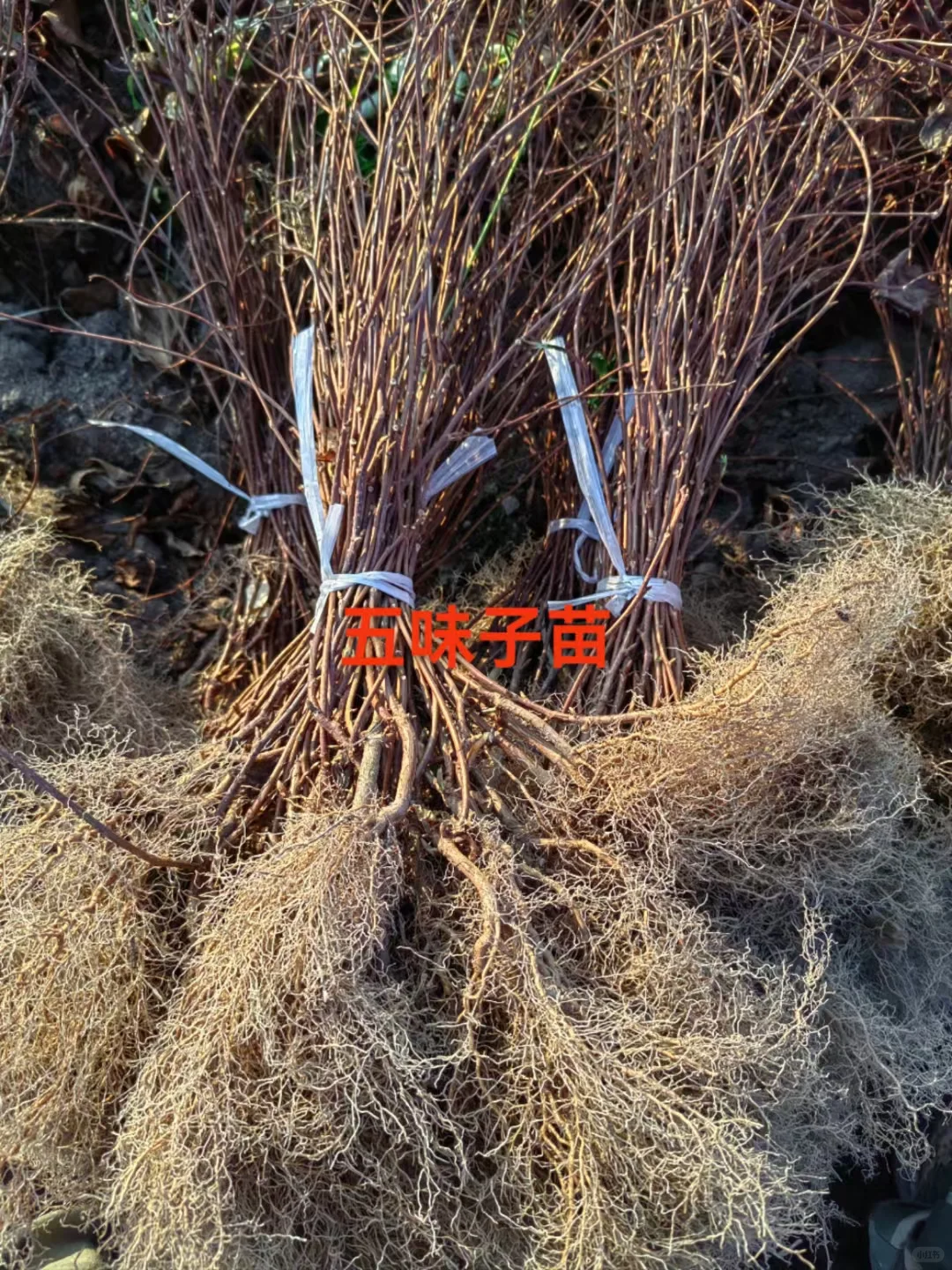 五味子基地继续育苗