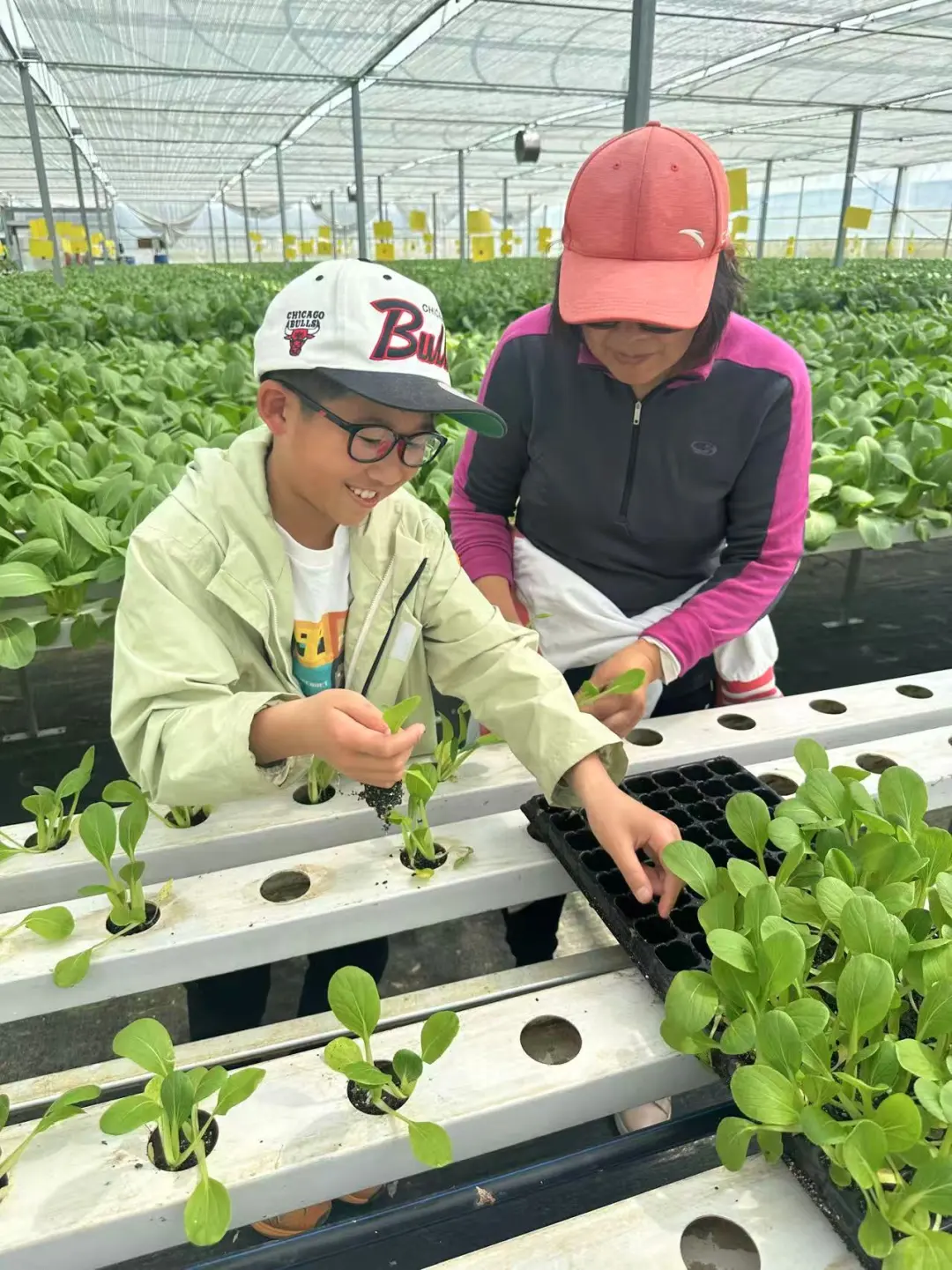 奥克兰周末正确打开方式｜体验蔬菜种植采摘