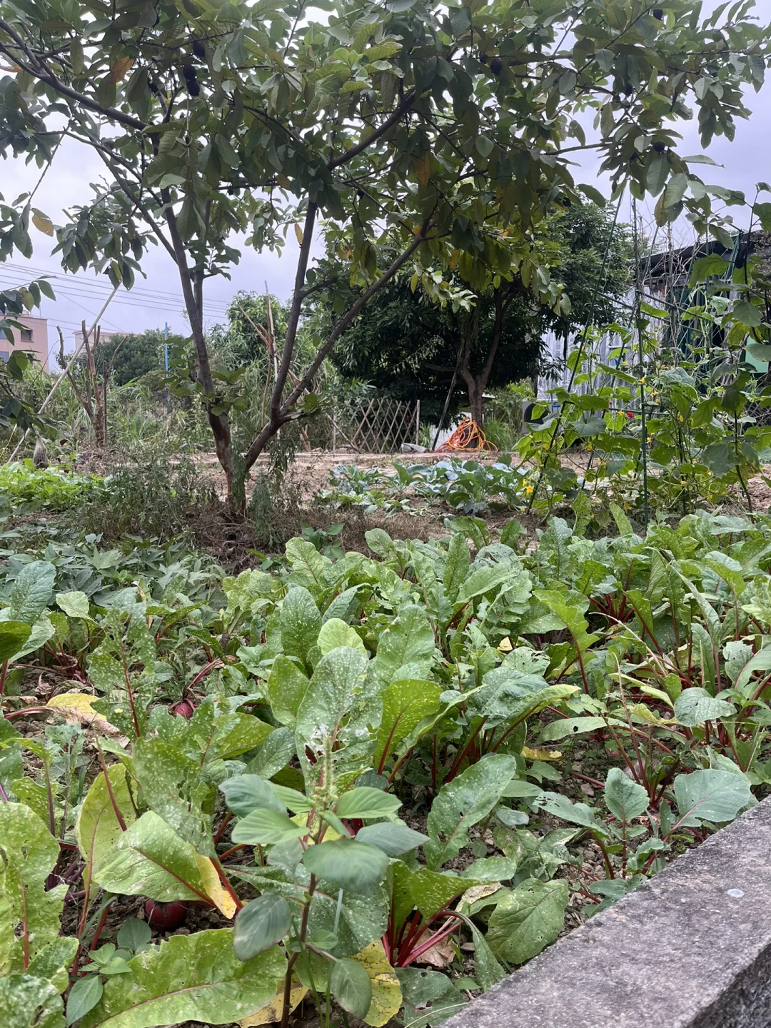 农场招室友！一起种菜撸?躺平呀?