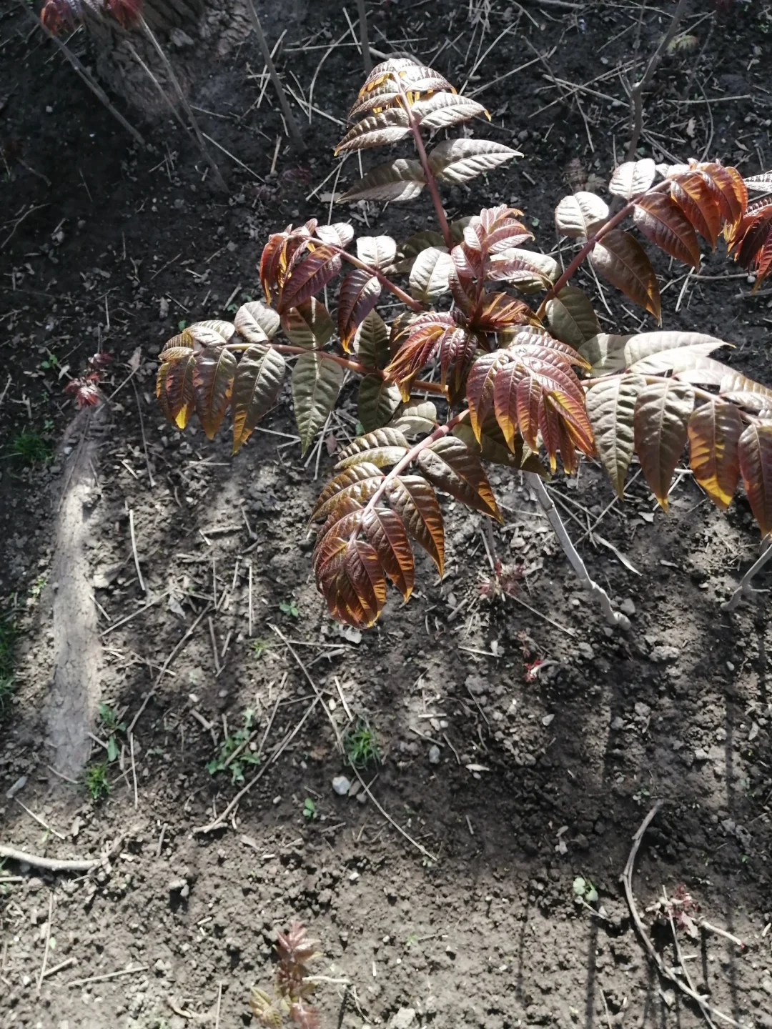 明年香椿树全部卖掉