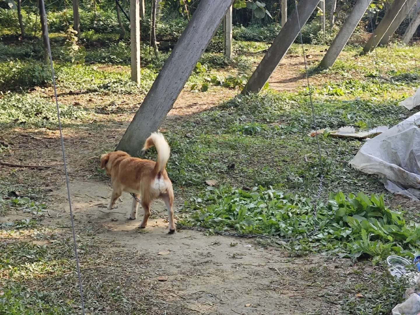 常州新农村猕猴桃采摘