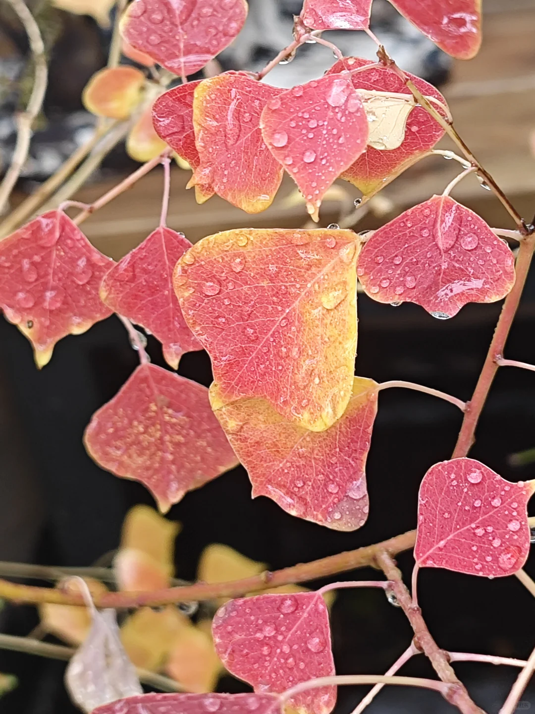 捡来的乌桕长大了