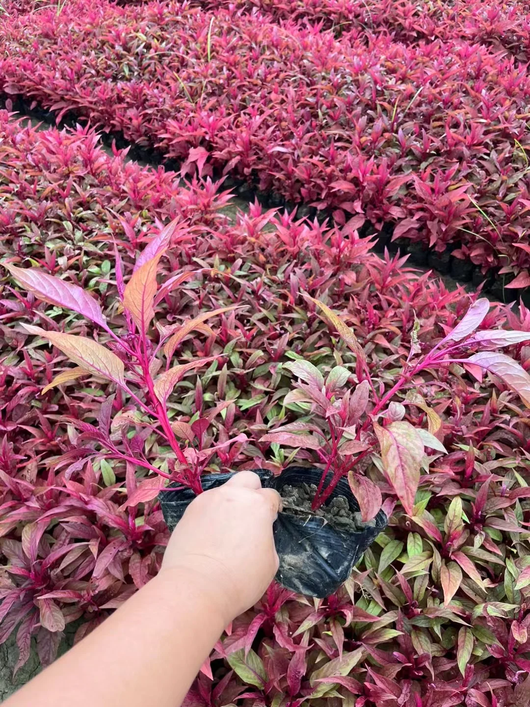 中山自家市政苗木基地，量大价优