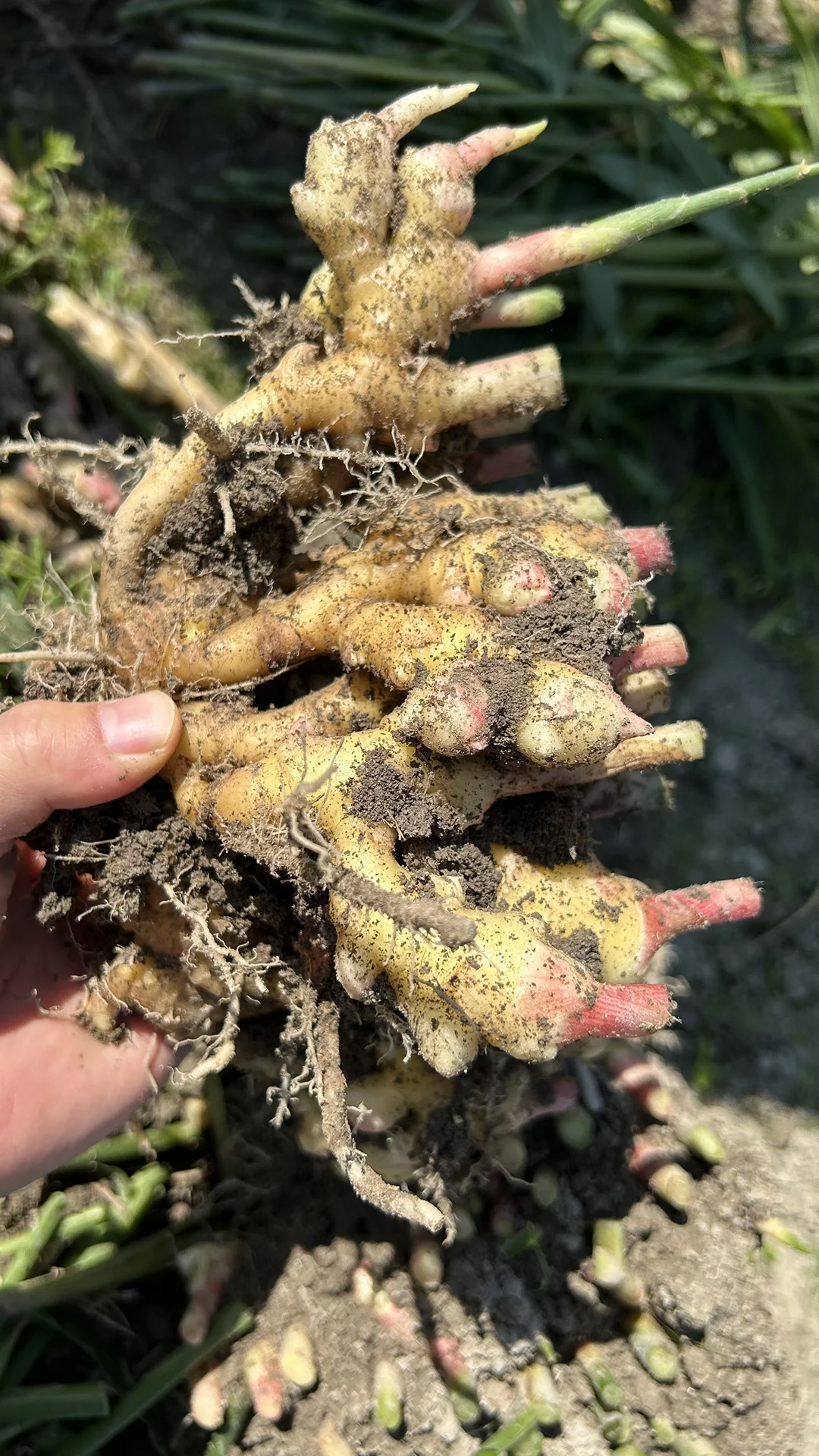 卖不出去的农作物