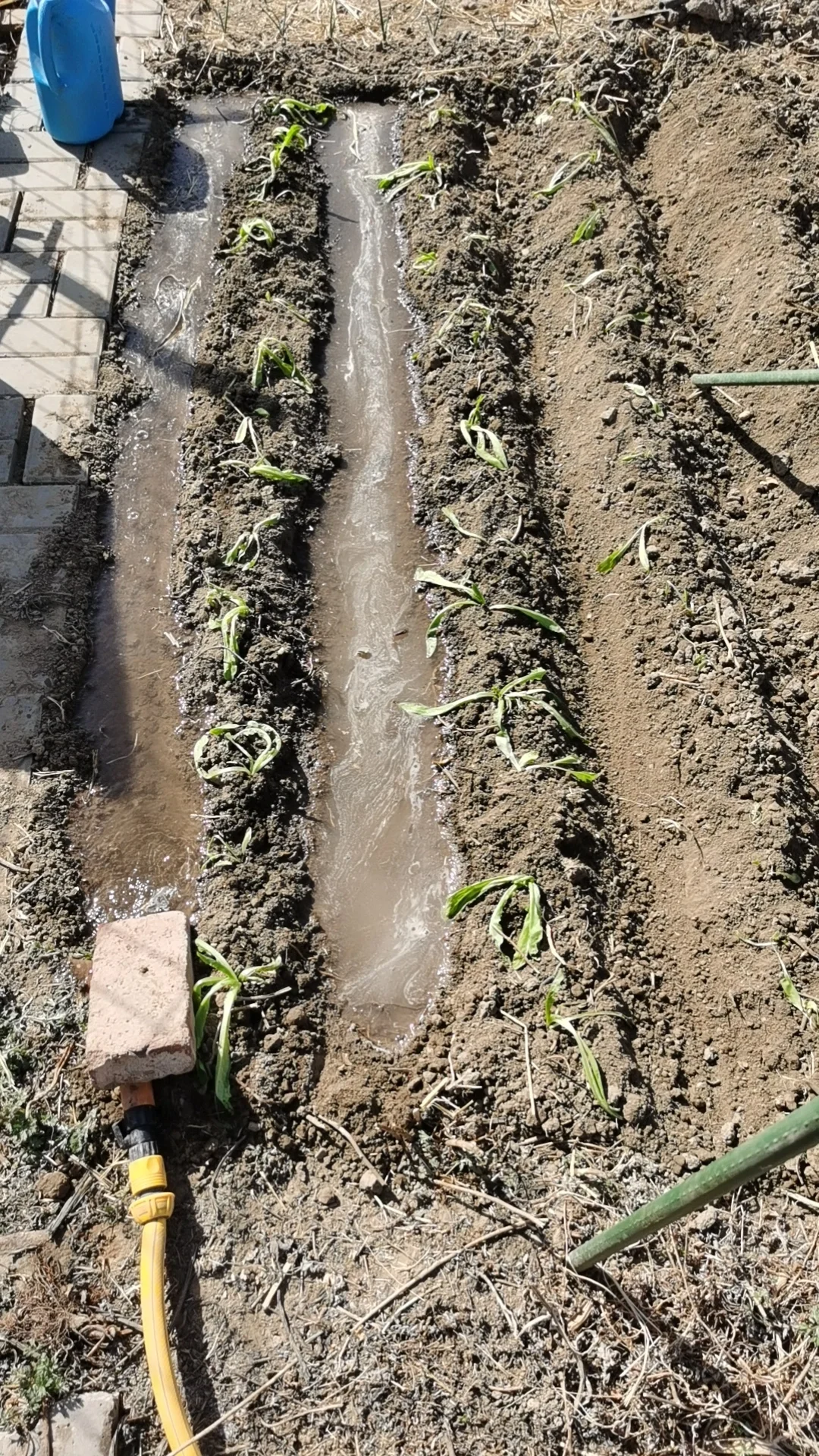 250322 种莴笋 西红柿 土豆