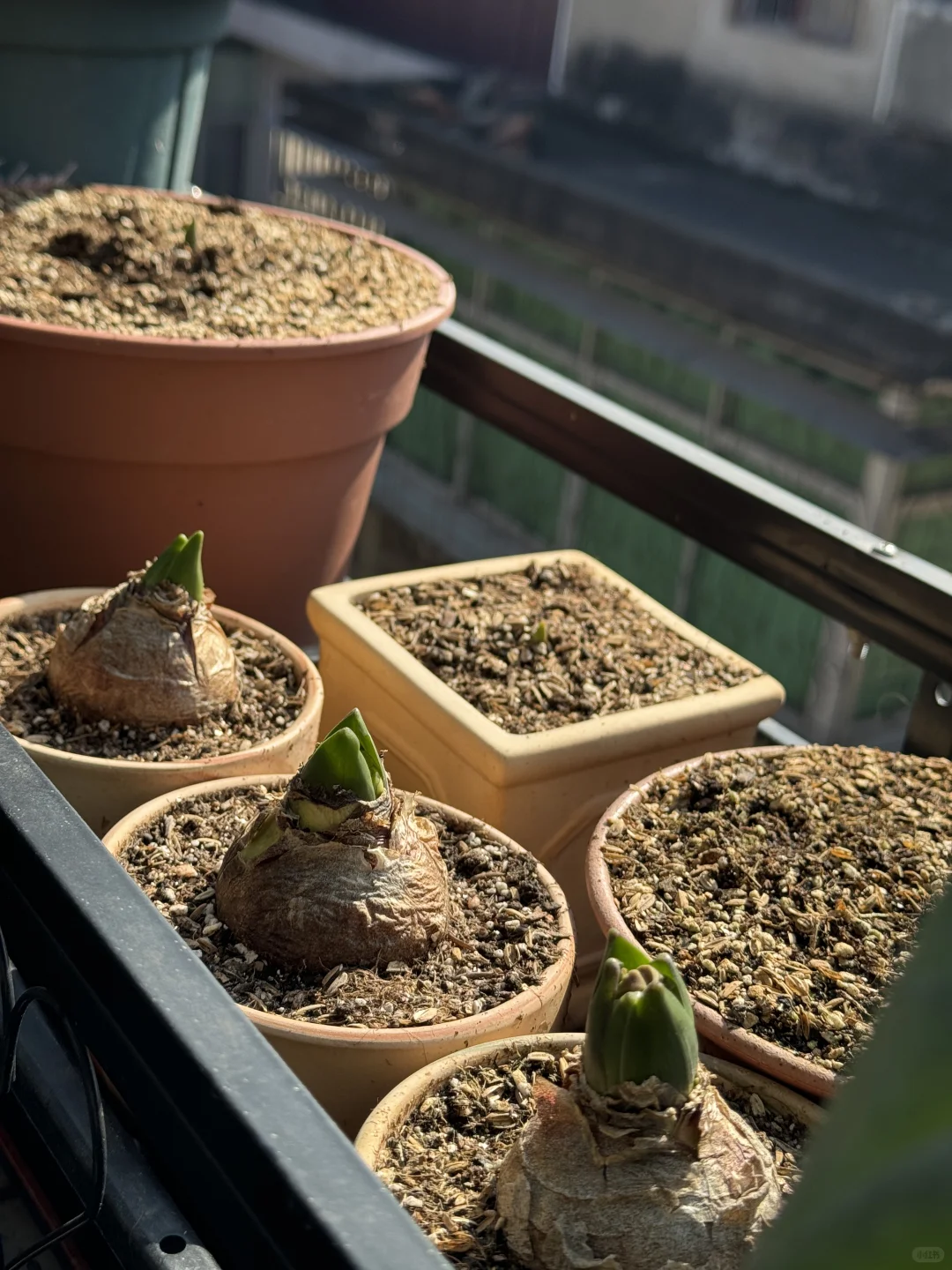 历经两个月从小菜苗到采收大家看我种的如何