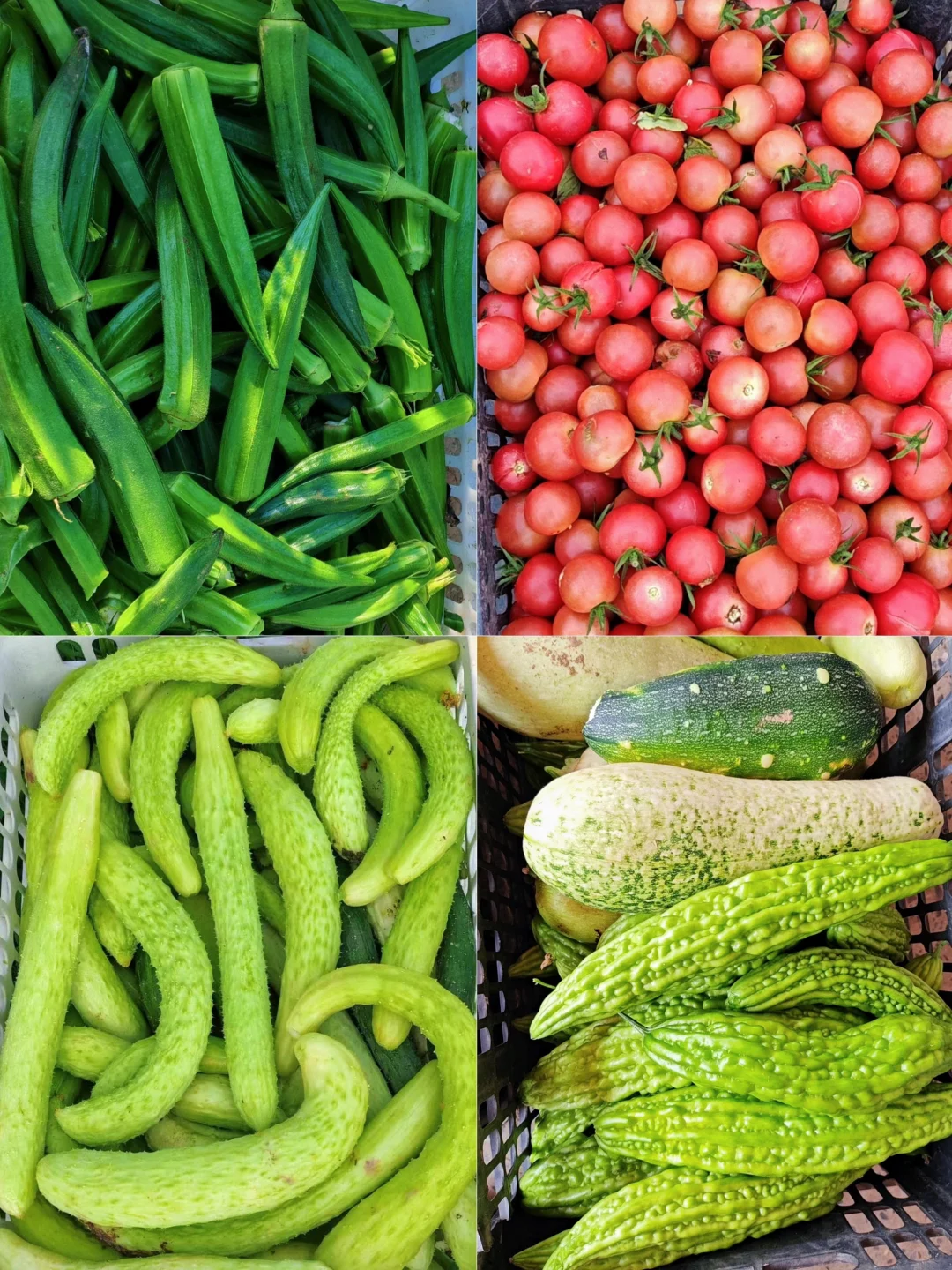 菜园子的治愈瞬间，想看你们种的菜~