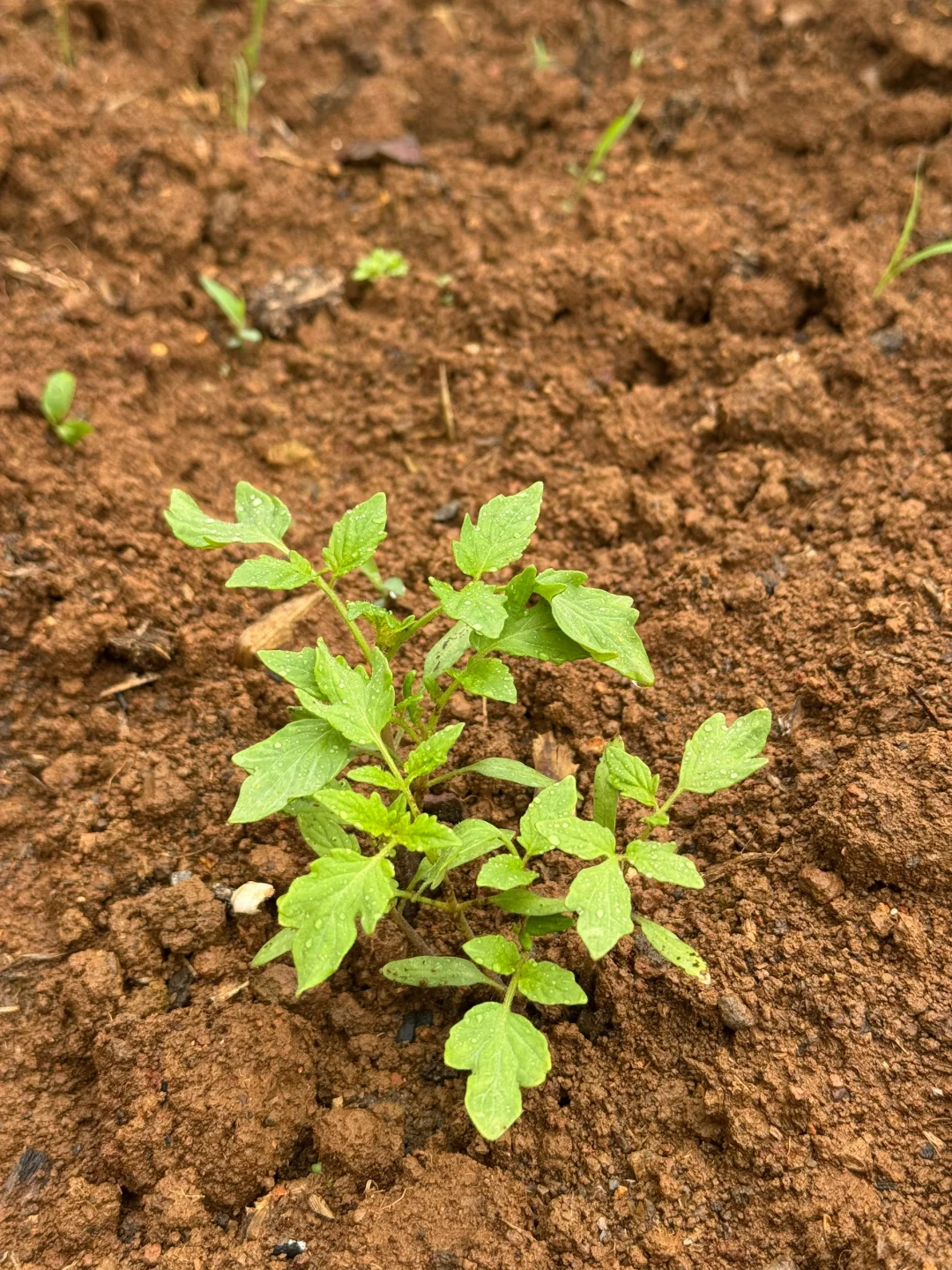 瓜果蔬菜的幼崽版本，太可爱了?