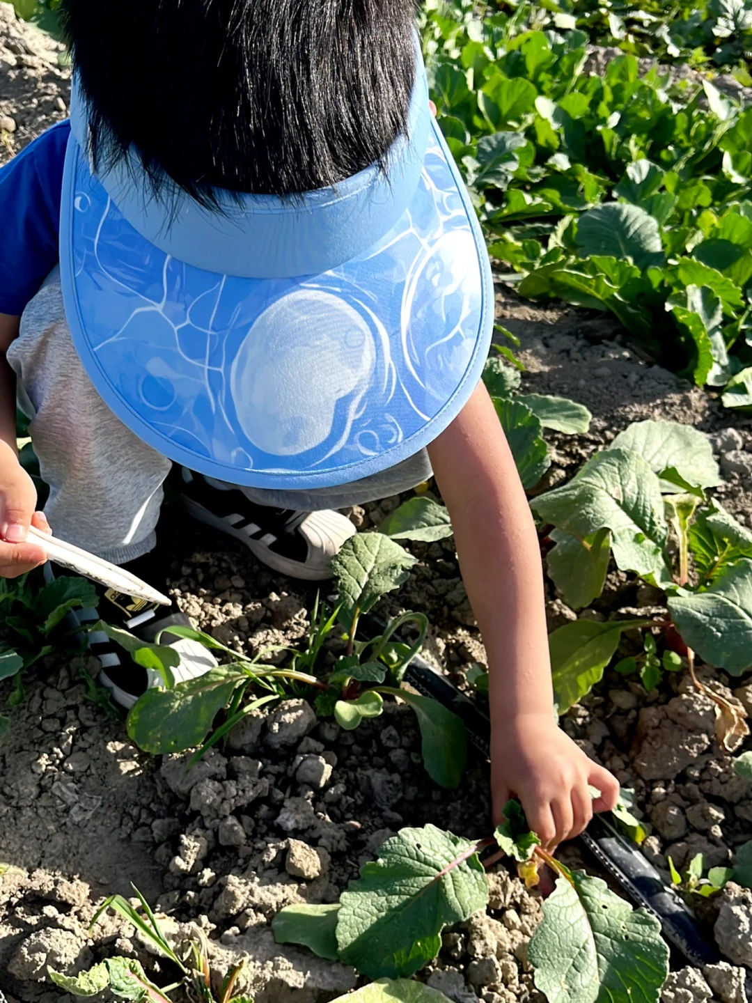 ?自驾30分钟！带娃采摘的好地方又被我发现