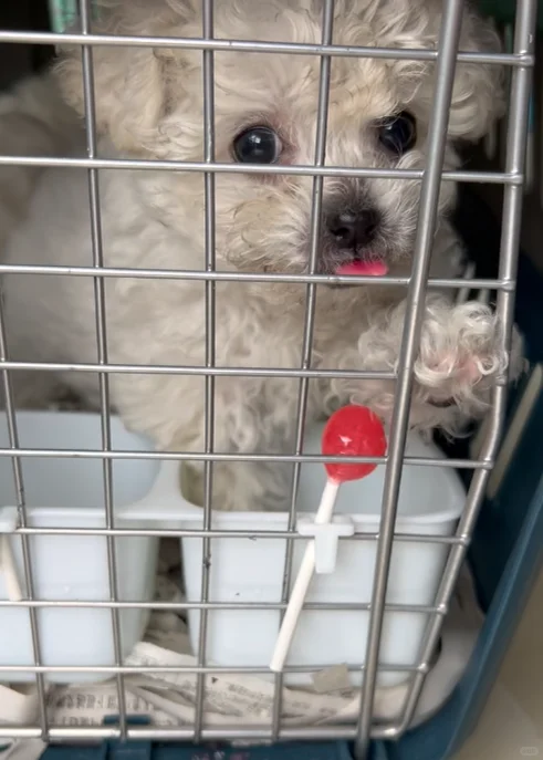 救命? 宠物托运居然那么详细