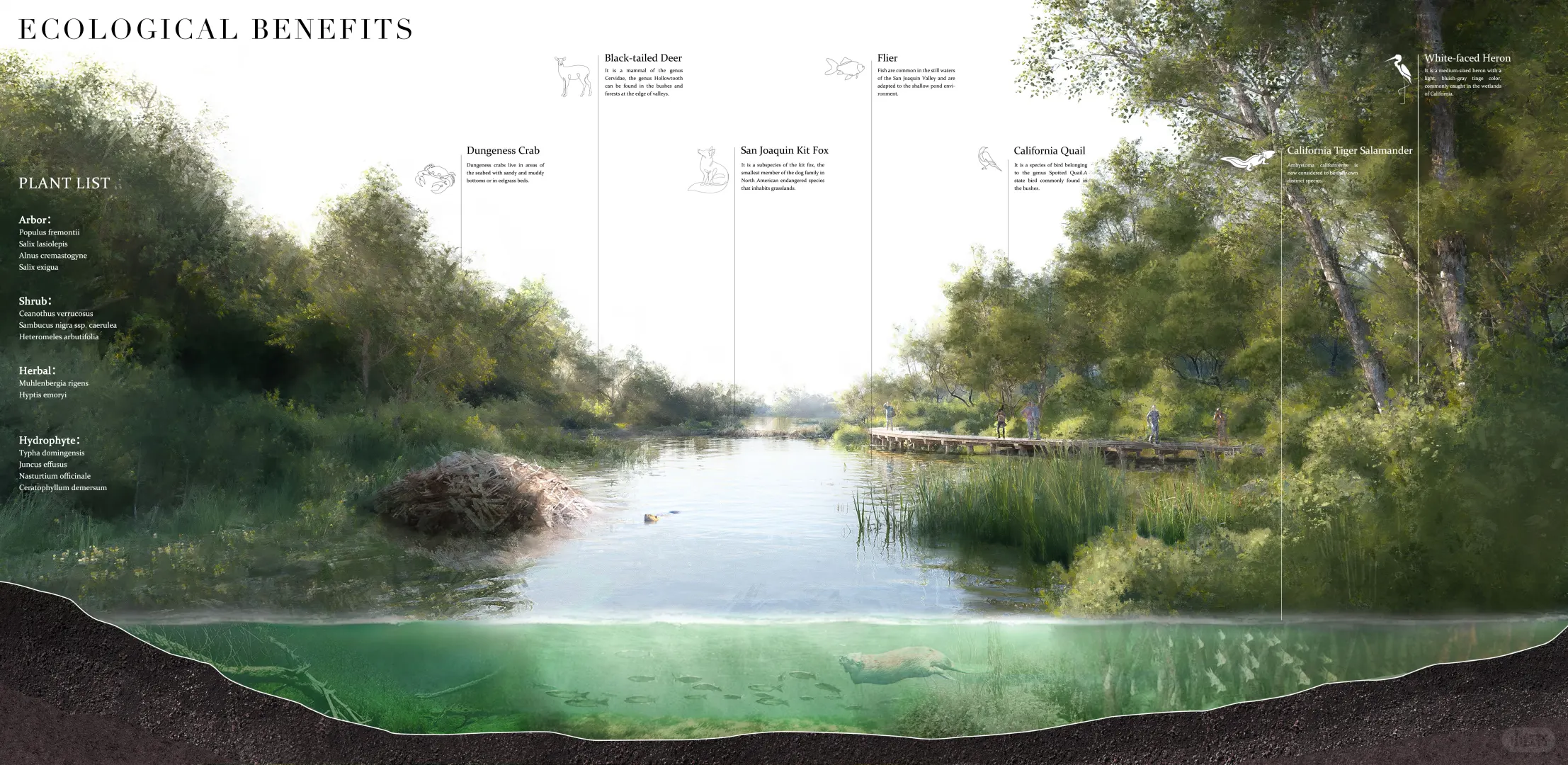 ASLA2025 | 和海狸一起修复地球