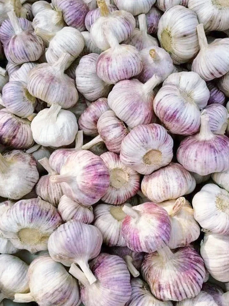 秋播蔬菜正当时，这些秋冬蔬菜抓紧种！