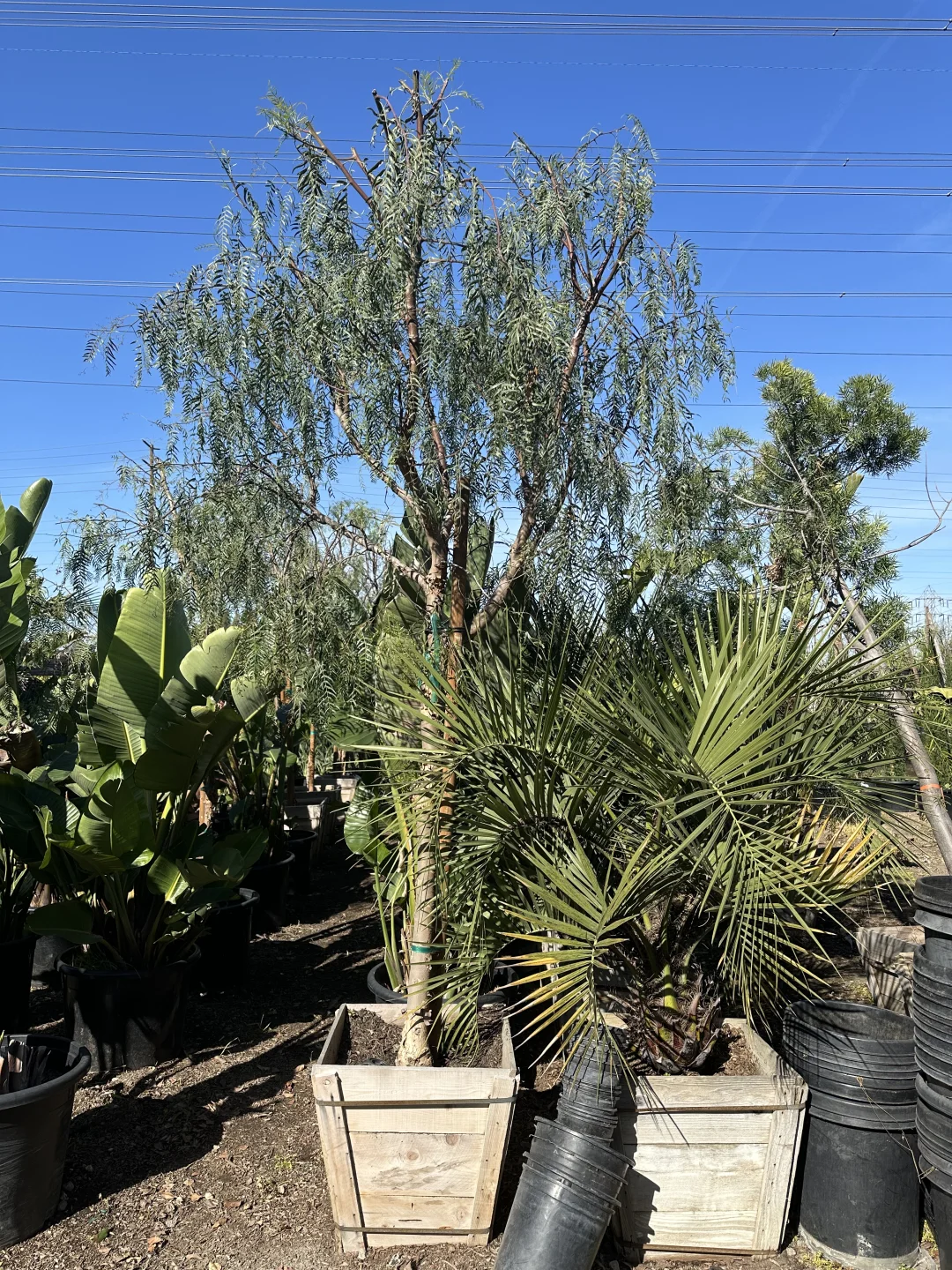 发现一个很好的苗圃