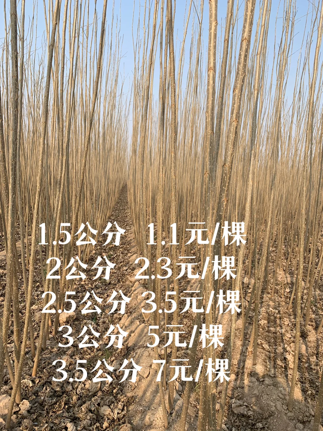 107杨树苗基地
