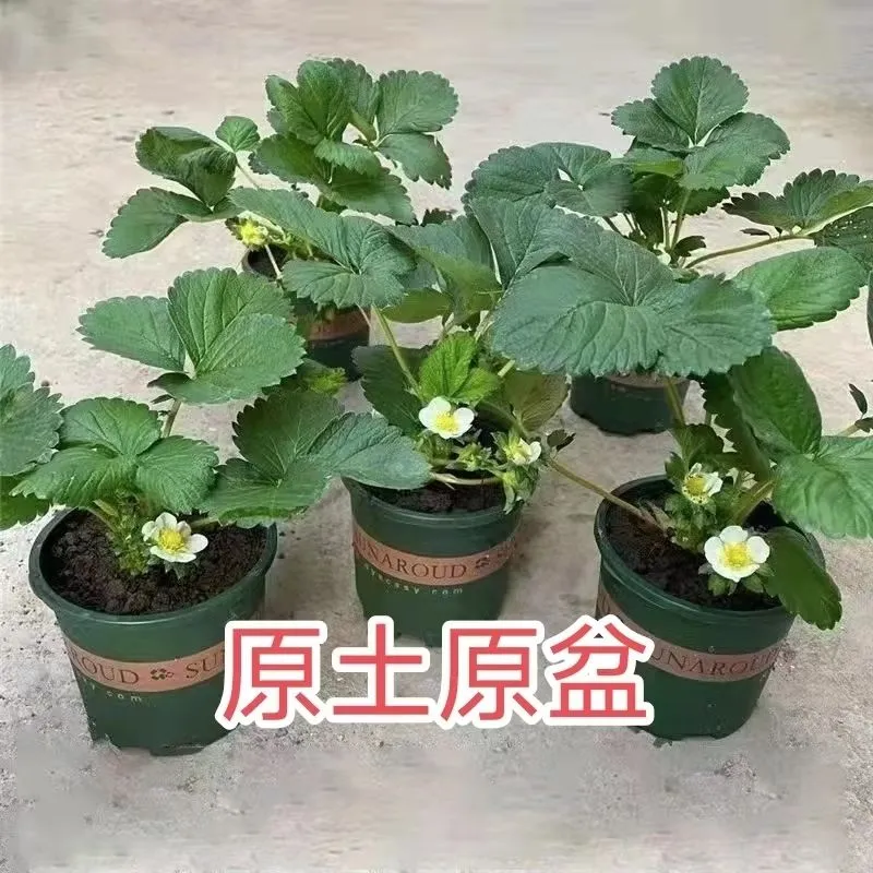 草莓盆栽草莓树草莓苗草莓