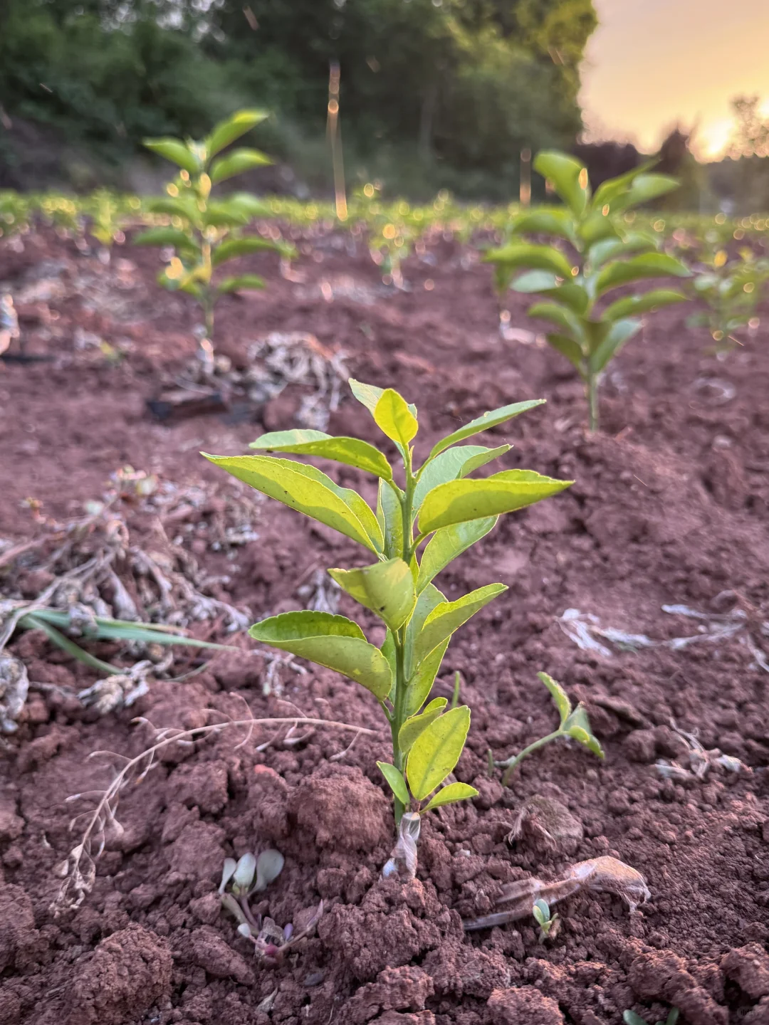 好久没有分享了