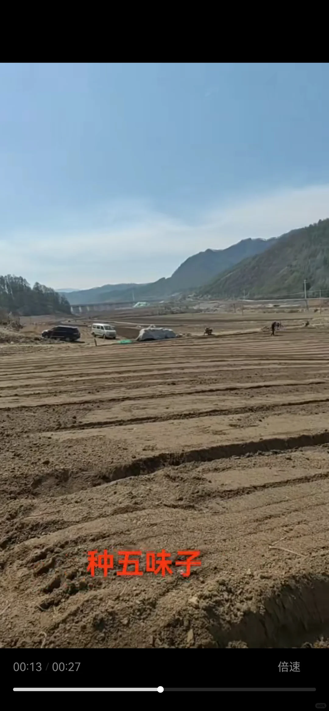 五味子基地继续育苗