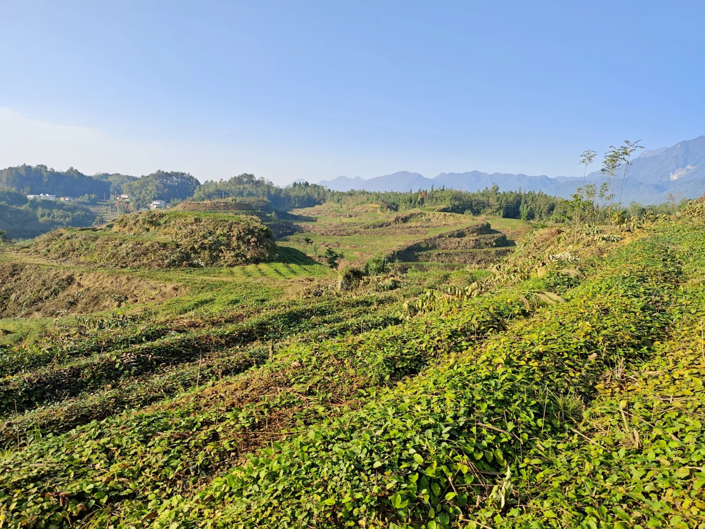 不想在大城市当牛马的我，选择回村种野地瓜