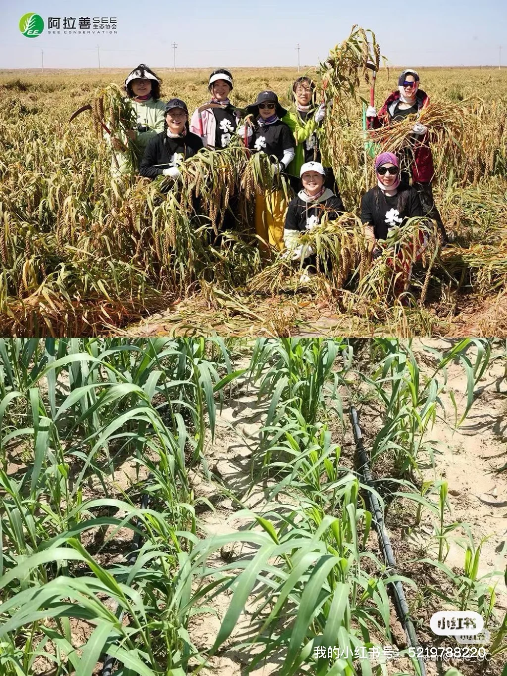 来循环市集吃来自沙漠的小米！