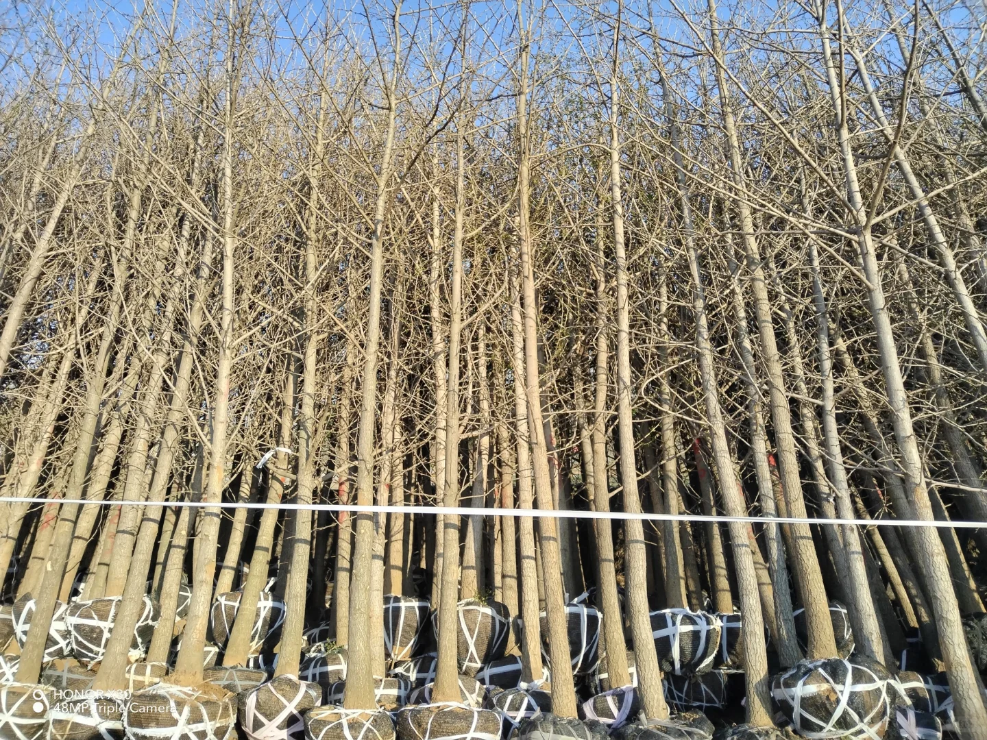 1--15公分银杏树