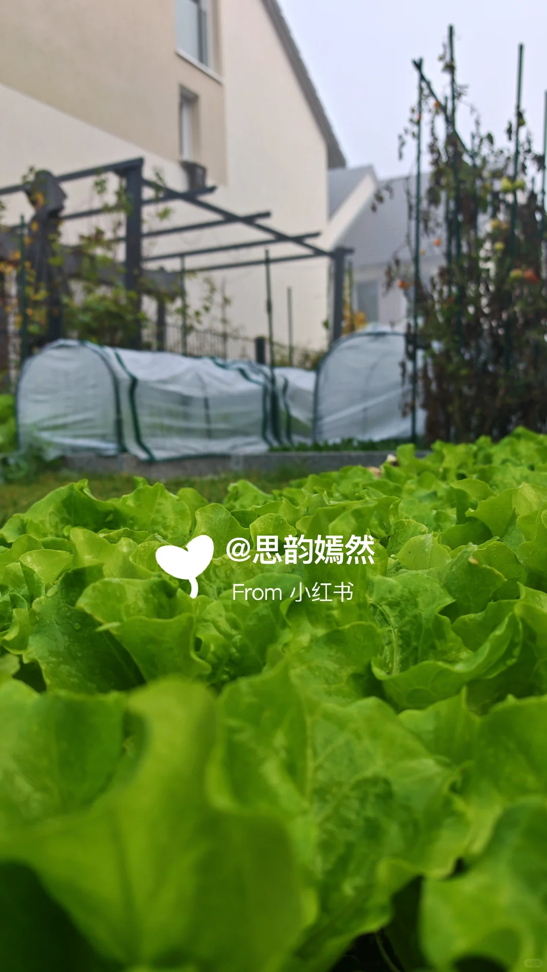 ??德国冬季蔬菜种植与暖棚的使用