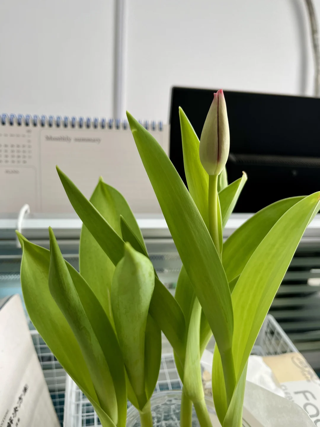 用不完的蔬菜/果核这样水培！